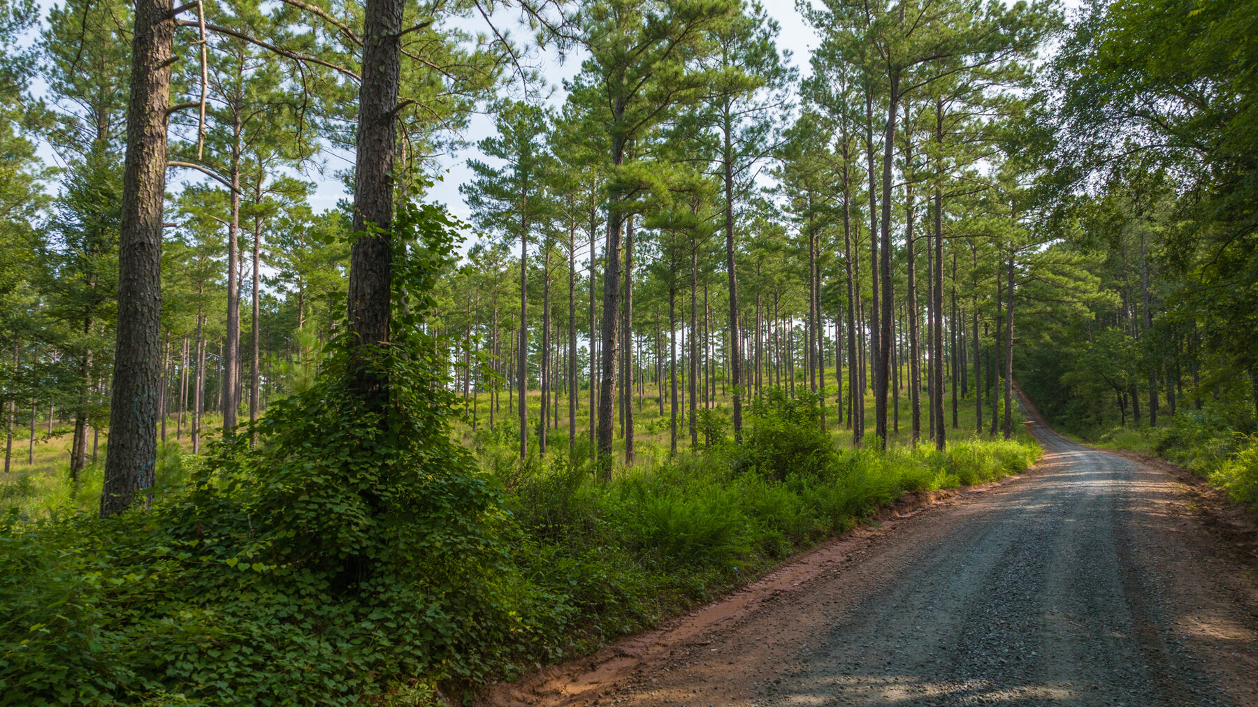 Image for Pioneer Farms: 660+/- Acre Pristine Timberland and Recreational Farm