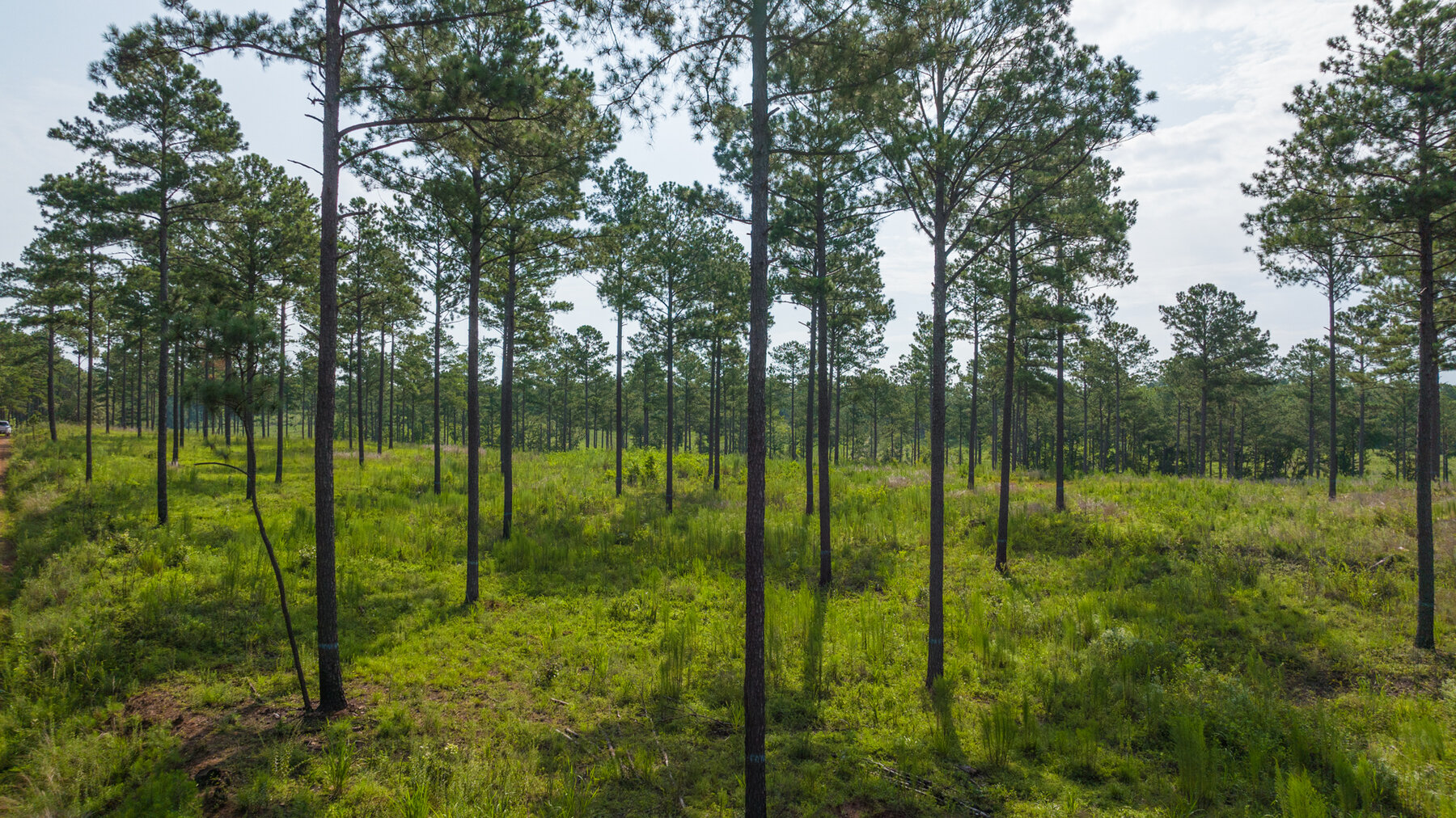 Image for Pioneer Farms: 660+/- Acre Pristine Timberland and Recreational Farm