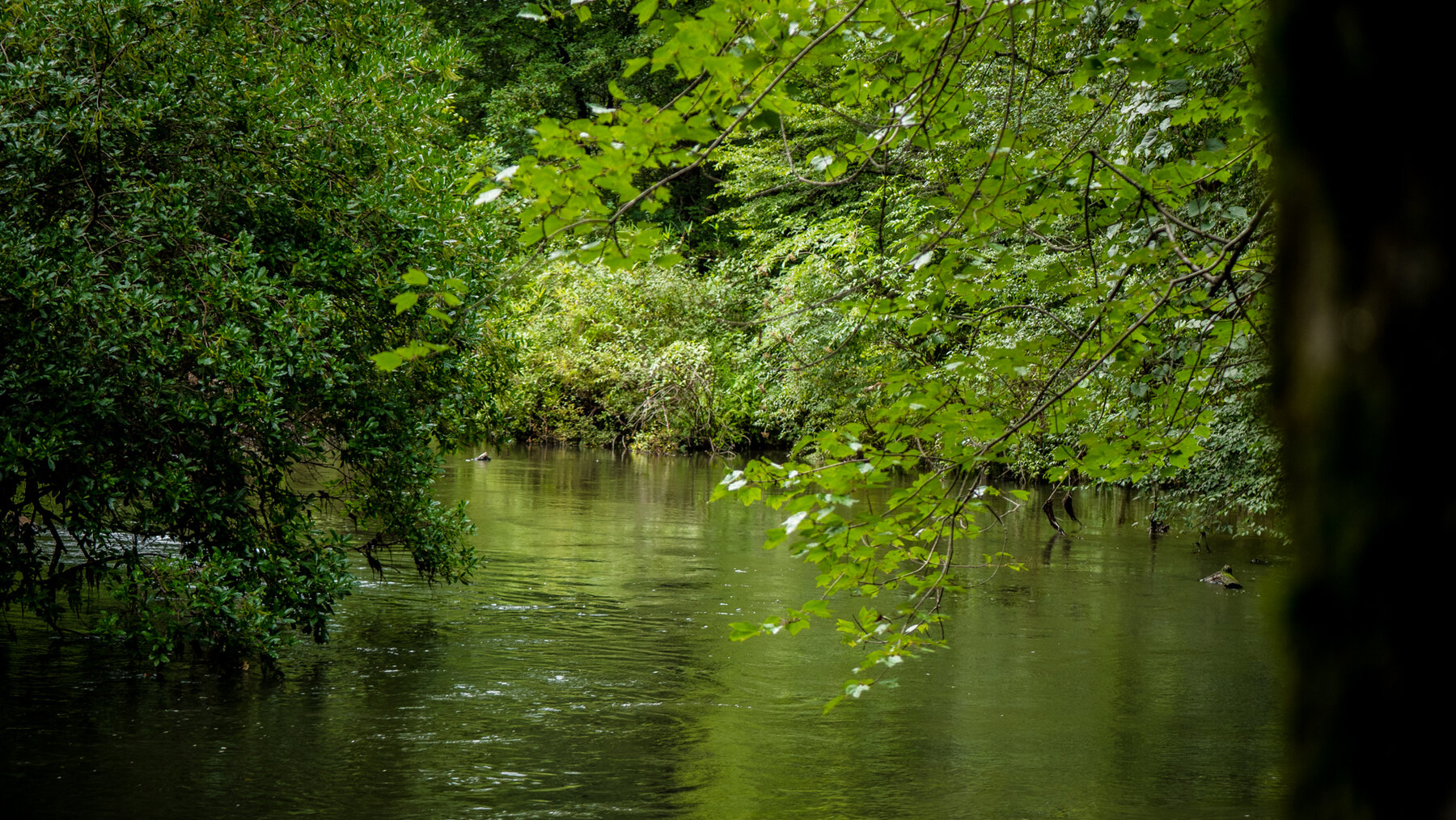 Image for Pioneer Farms: 660+/- Acre Pristine Timberland and Recreational Farm