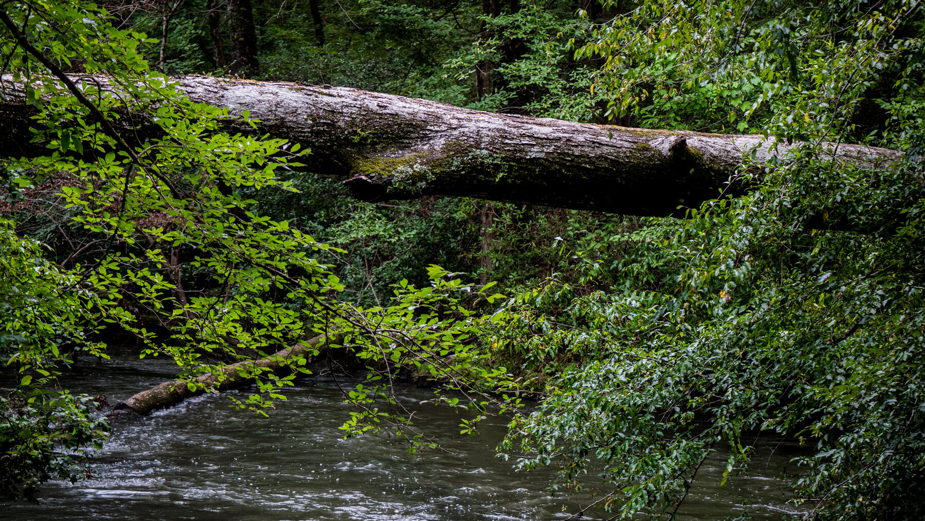 Image for Pioneer Farms: 660+/- Acre Pristine Timberland and Recreational Farm