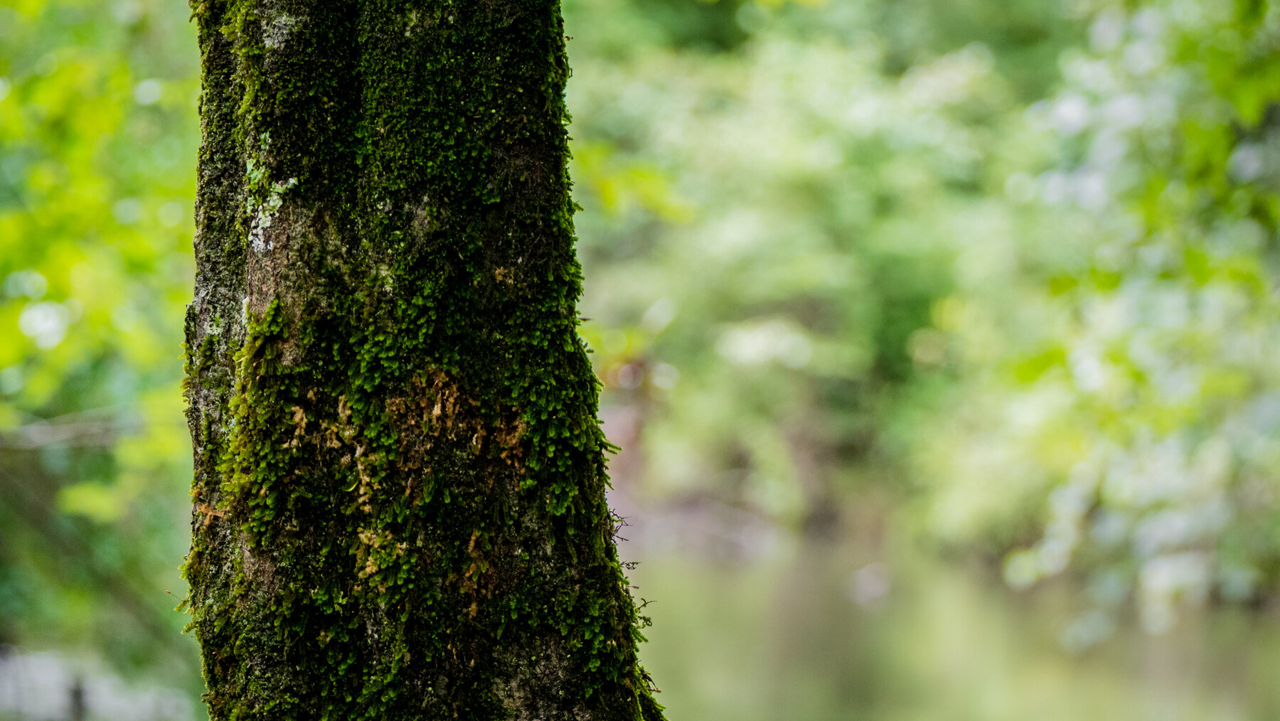 Image for Pioneer Farms: 660+/- Acre Pristine Timberland and Recreational Farm