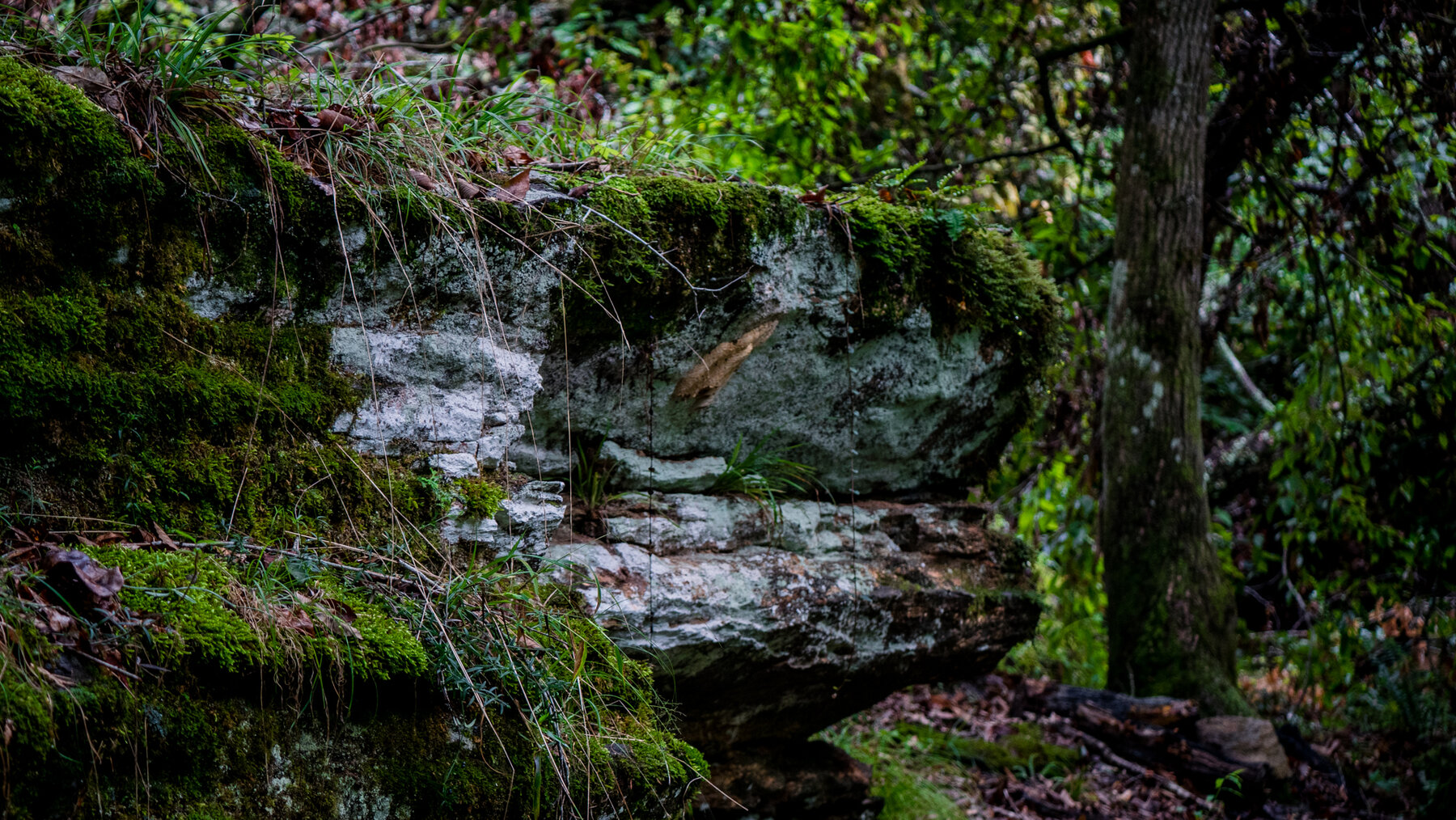 Image for Pioneer Farms: 660+/- Acre Pristine Timberland and Recreational Farm