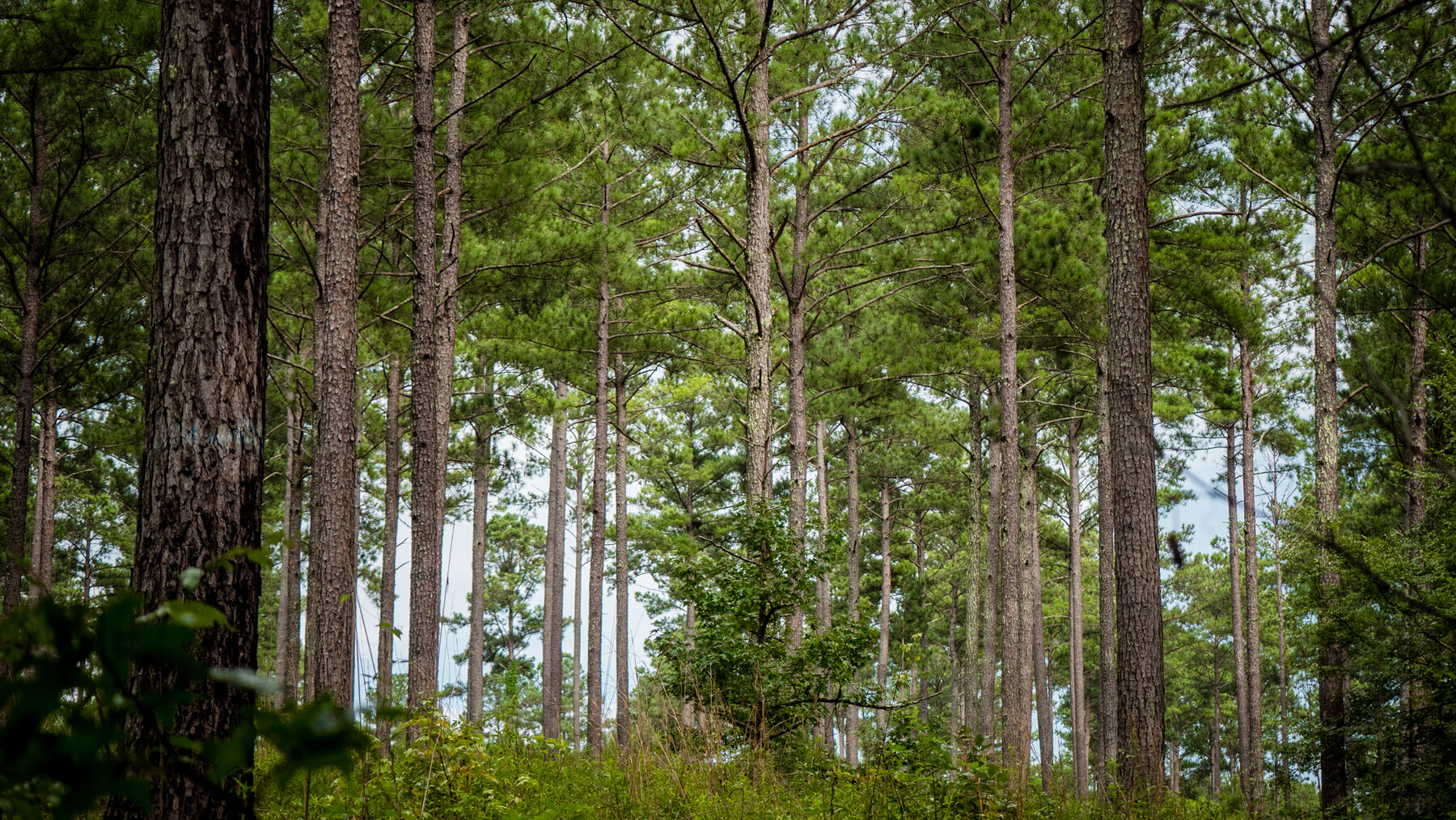 Image for Pioneer Farms: 660+/- Acre Pristine Timberland and Recreational Farm