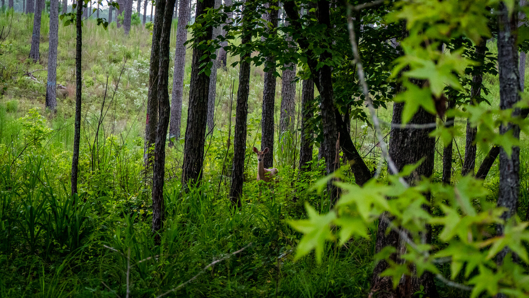 Image for Pioneer Farms: 660+/- Acre Pristine Timberland and Recreational Farm