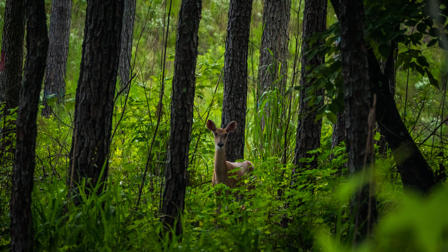 Image for Pioneer Farms: 660+/- Acre Pristine Timberland and Recreational Farm
