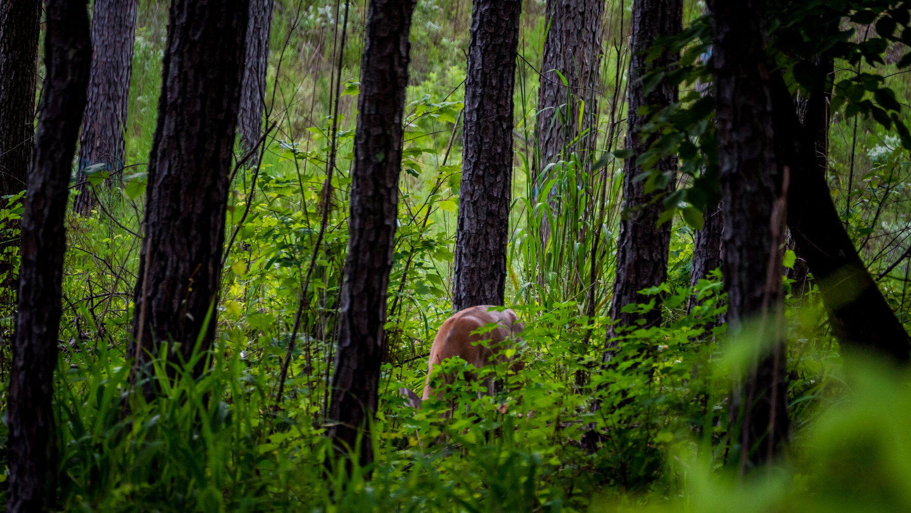 Image for Pioneer Farms: 660+/- Acre Pristine Timberland and Recreational Farm