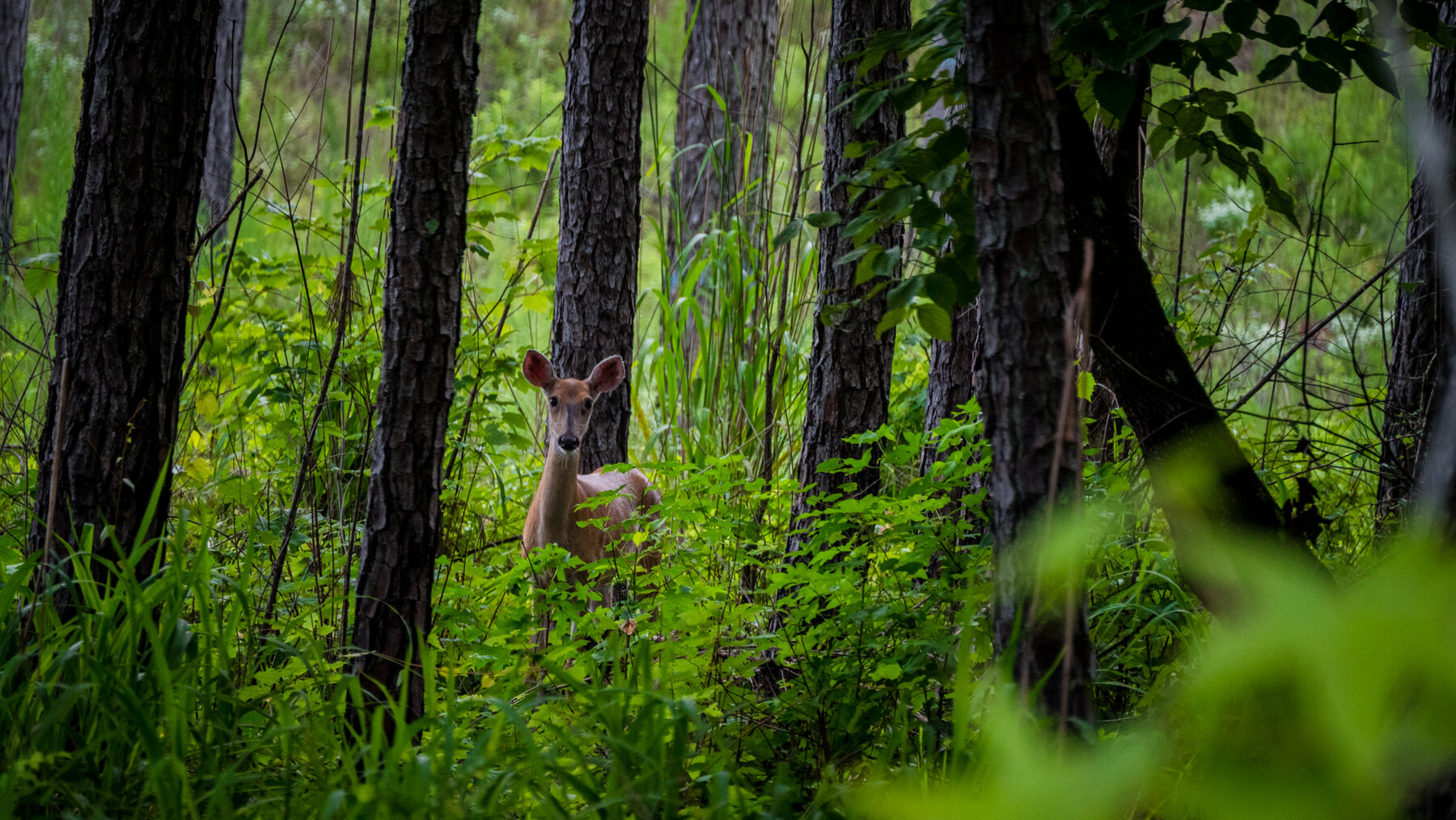 Image for Pioneer Farms: 660+/- Acre Pristine Timberland and Recreational Farm