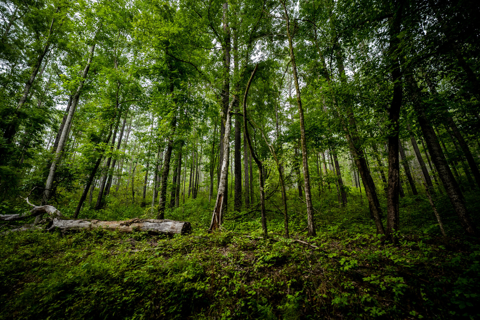 Image for Pioneer Farms: 660+/- Acre Pristine Timberland and Recreational Farm