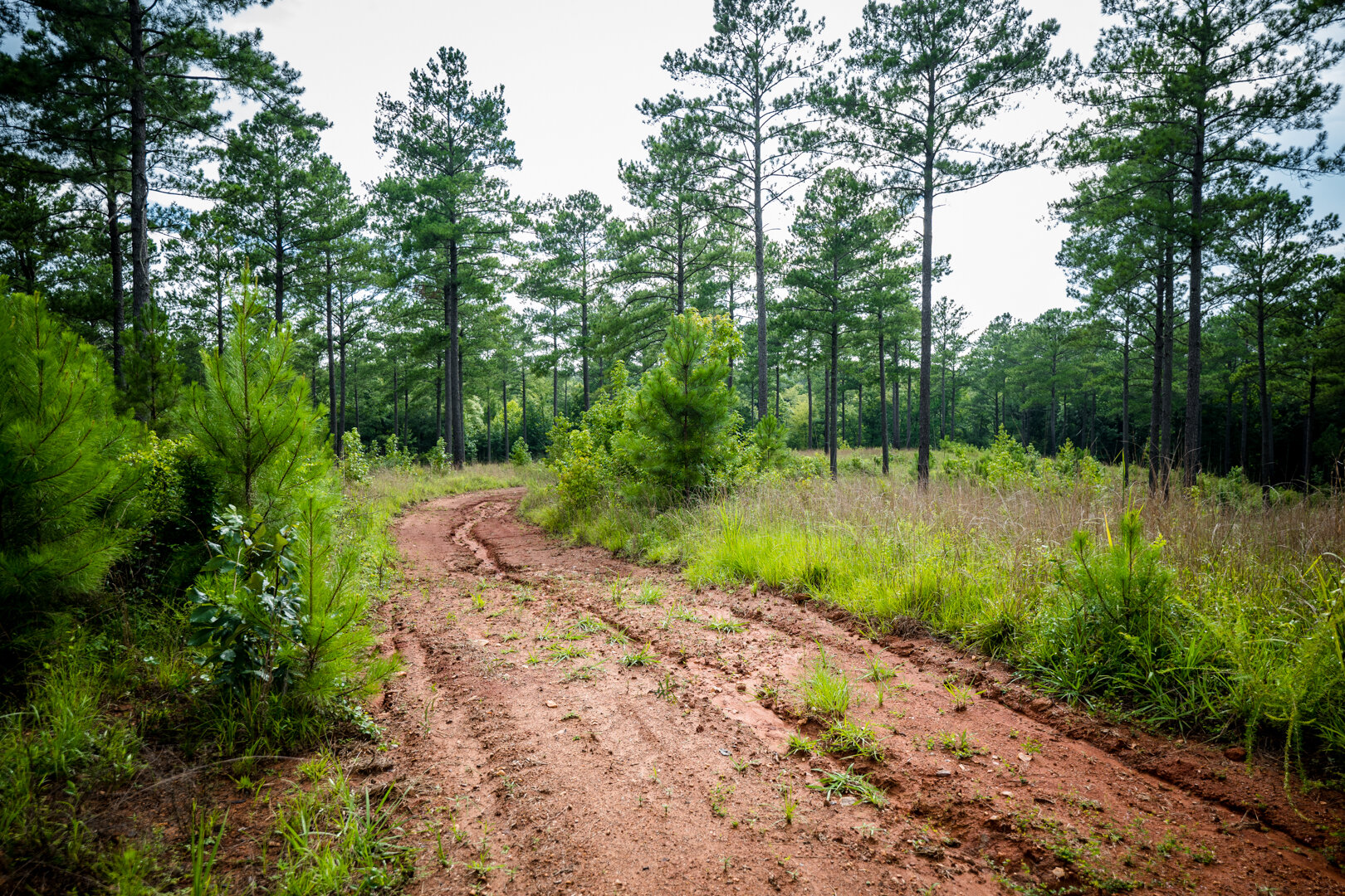 Image for Pioneer Farms: 660+/- Acre Pristine Timberland and Recreational Farm