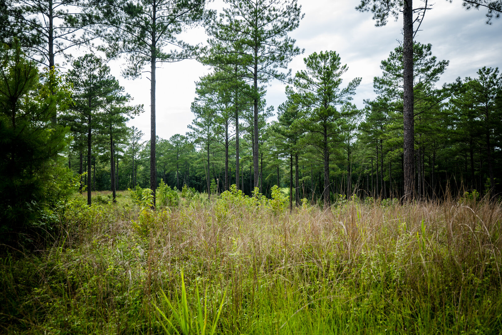 Image for Pioneer Farms: 660+/- Acre Pristine Timberland and Recreational Farm