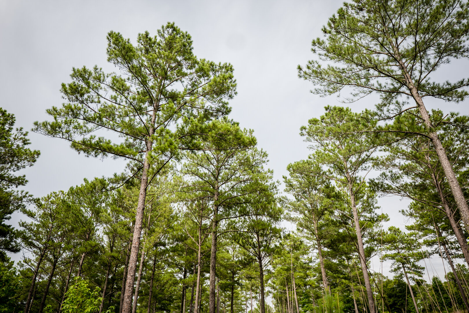 Image for Pioneer Farms: 660+/- Acre Pristine Timberland and Recreational Farm