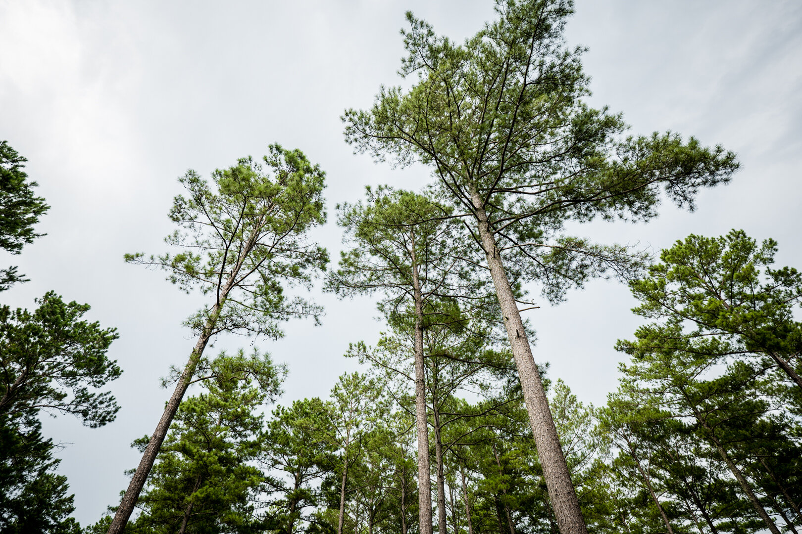 Image for Pioneer Farms: 660+/- Acre Pristine Timberland and Recreational Farm