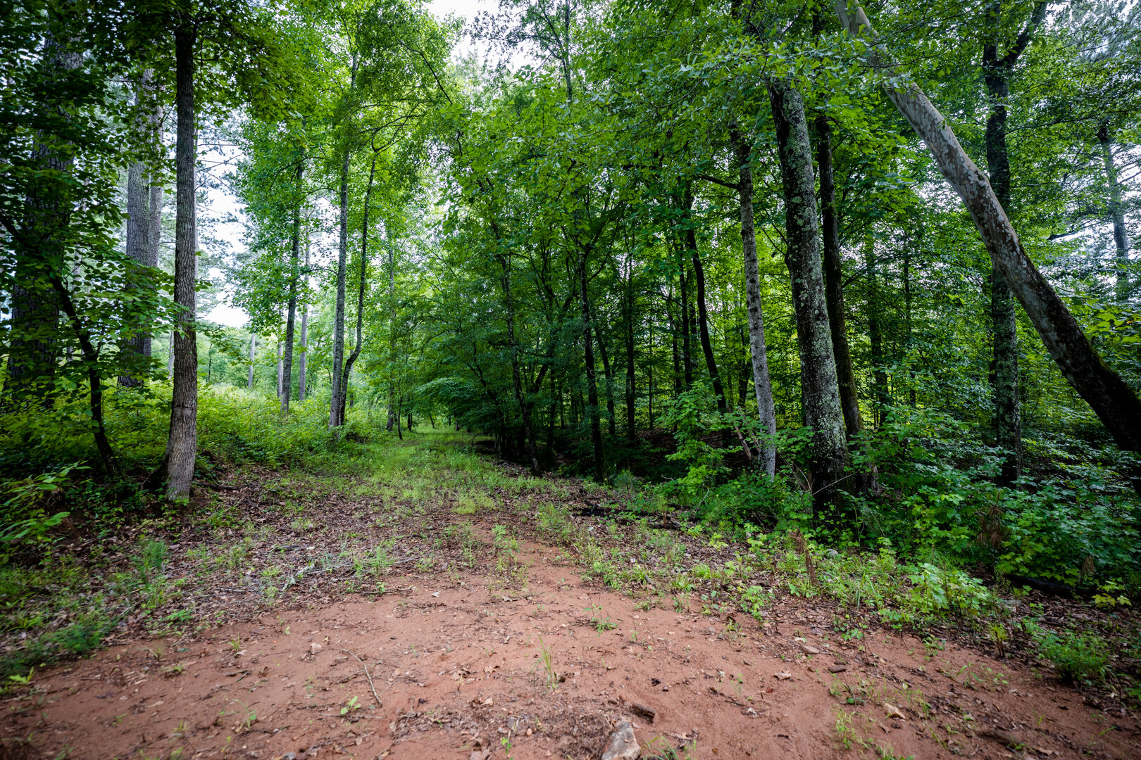 Image for Pioneer Farms: 660+/- Acre Pristine Timberland and Recreational Farm