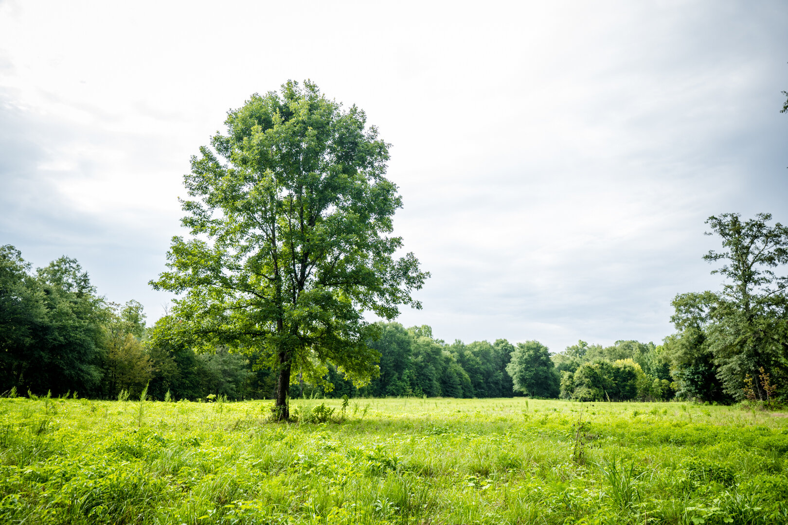 Image for Pioneer Farms: 660+/- Acre Pristine Timberland and Recreational Farm