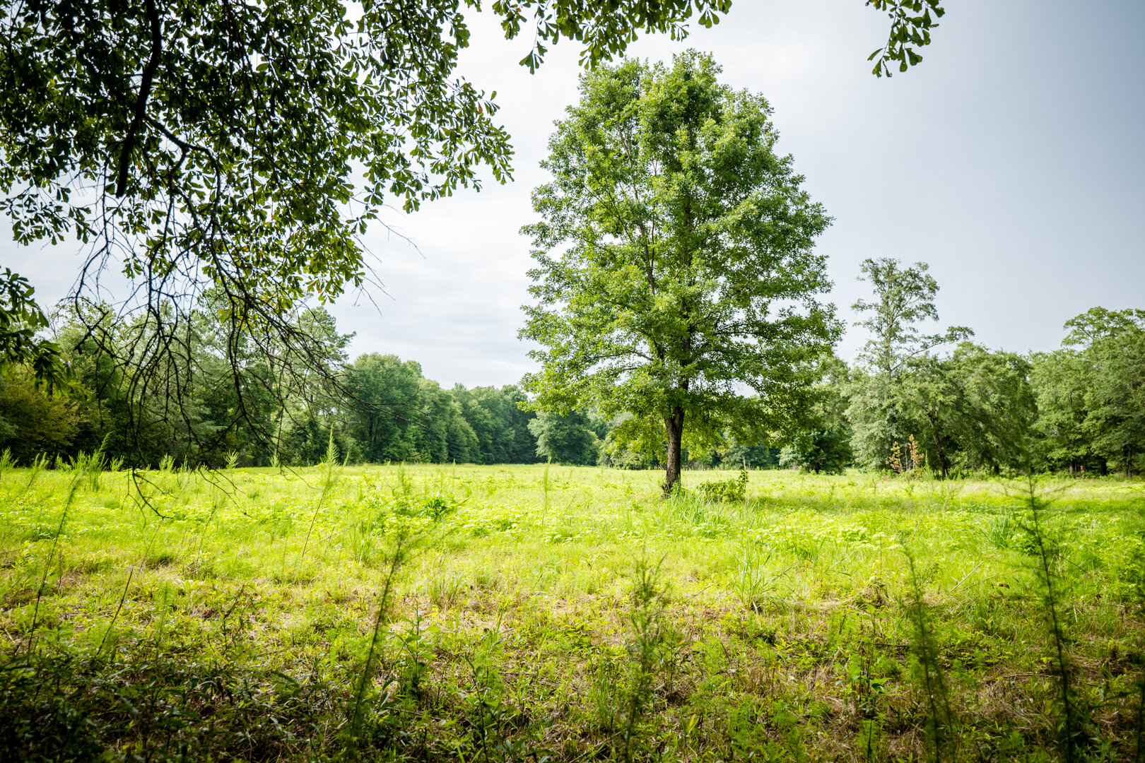 Image for Pioneer Farms: 660+/- Acre Pristine Timberland and Recreational Farm