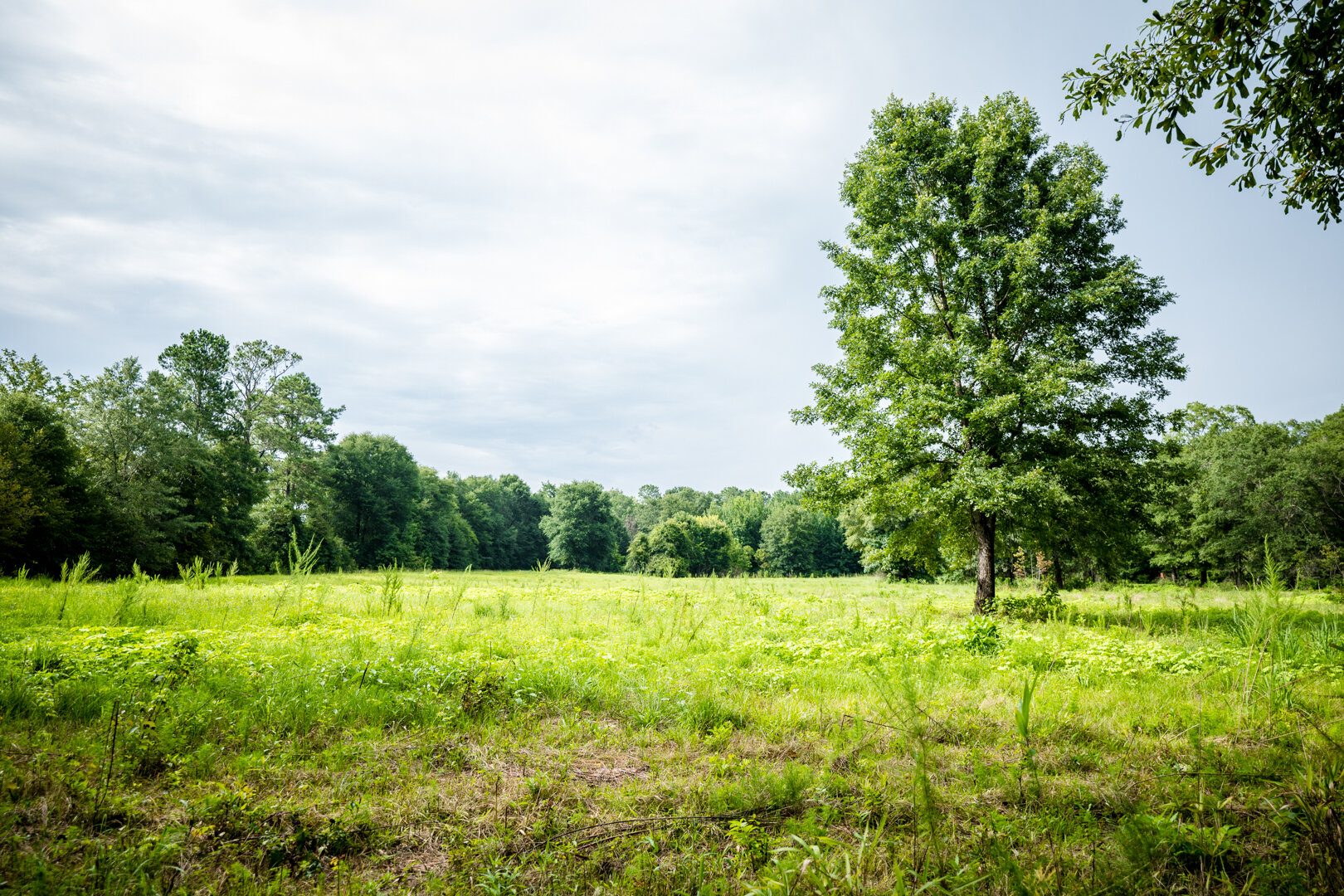 Image for Pioneer Farms: 660+/- Acre Pristine Timberland and Recreational Farm