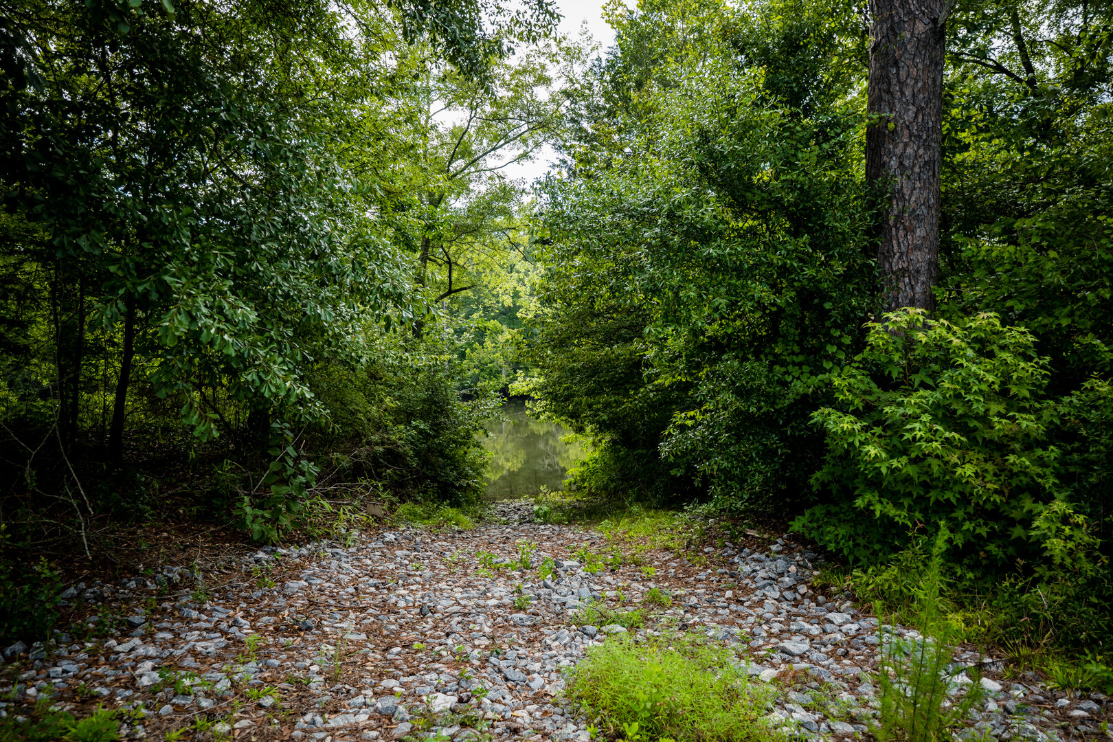 Image for Pioneer Farms: 660+/- Acre Pristine Timberland and Recreational Farm