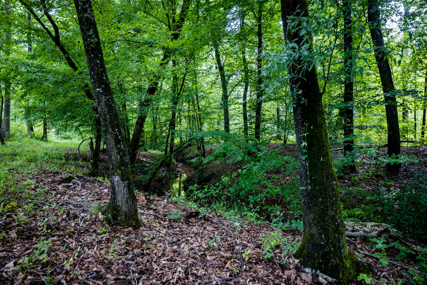 Image for Pioneer Farms: 660+/- Acre Pristine Timberland and Recreational Farm