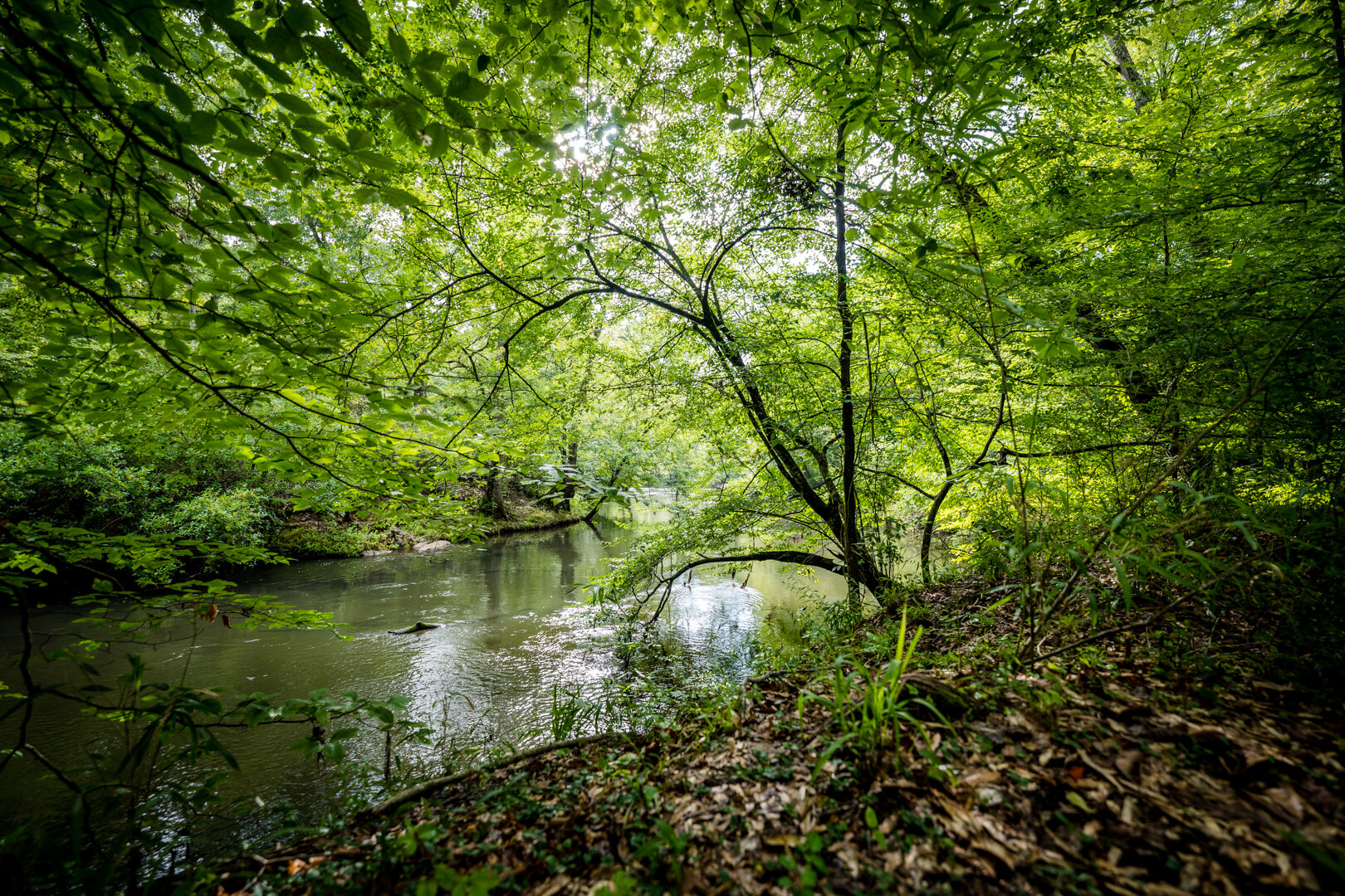 Image for Pioneer Farms: 660+/- Acre Pristine Timberland and Recreational Farm