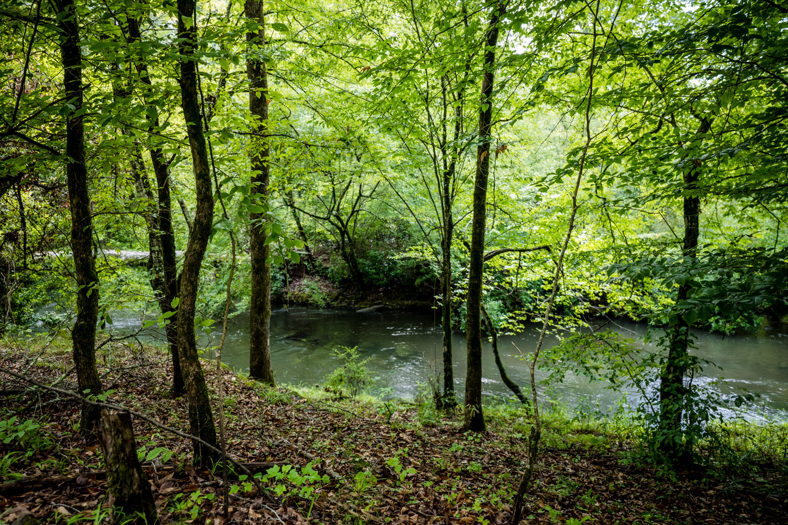 Image for Pioneer Farms: 660+/- Acre Pristine Timberland and Recreational Farm