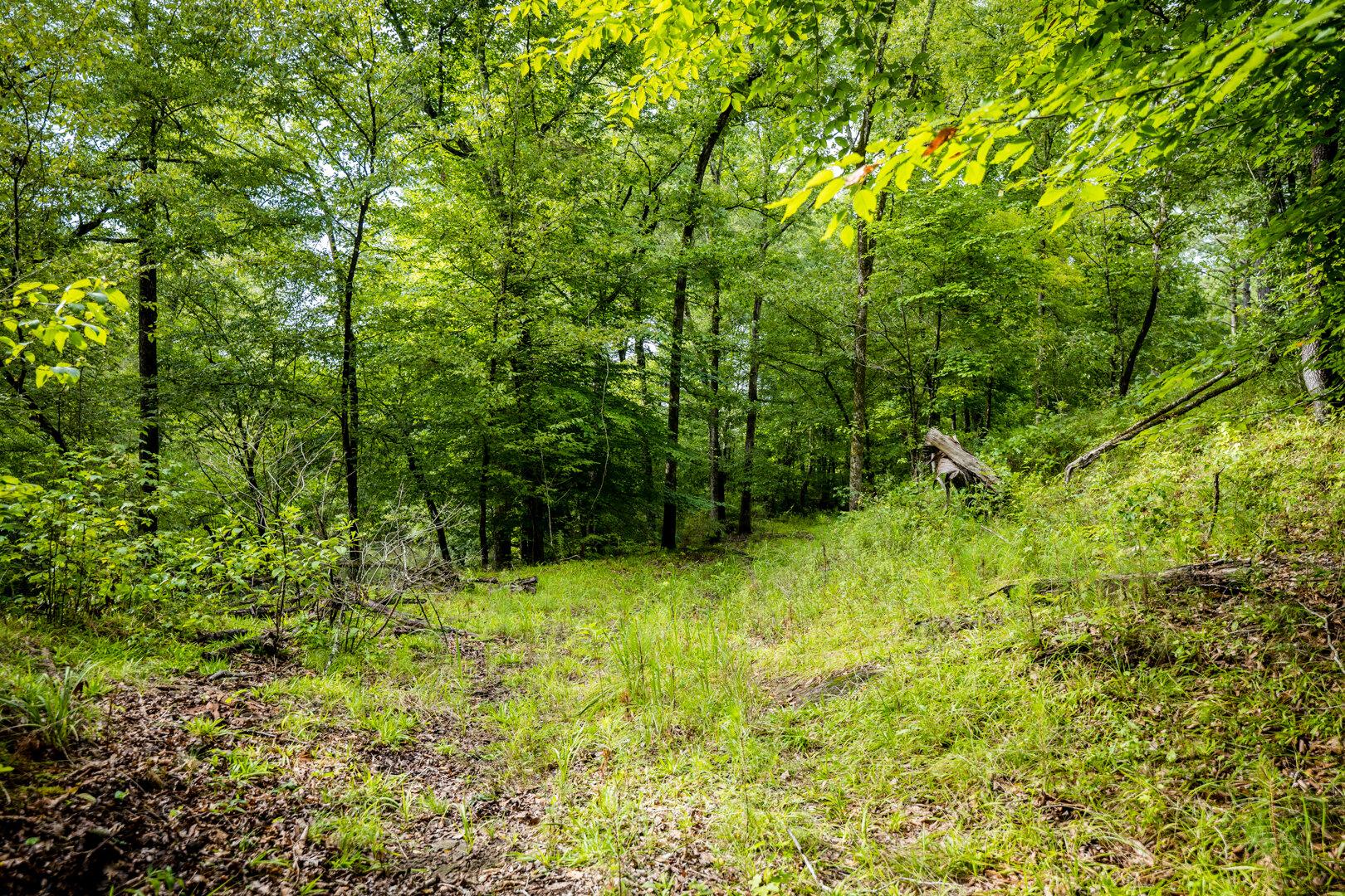 Image for Pioneer Farms: 660+/- Acre Pristine Timberland and Recreational Farm