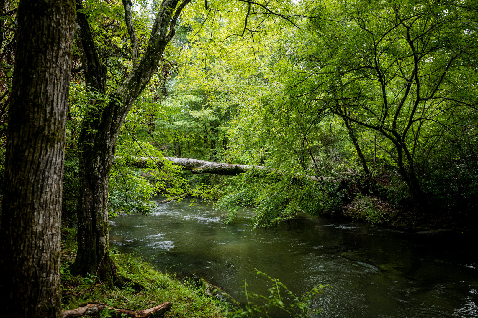 Image for Pioneer Farms: 660+/- Acre Pristine Timberland and Recreational Farm