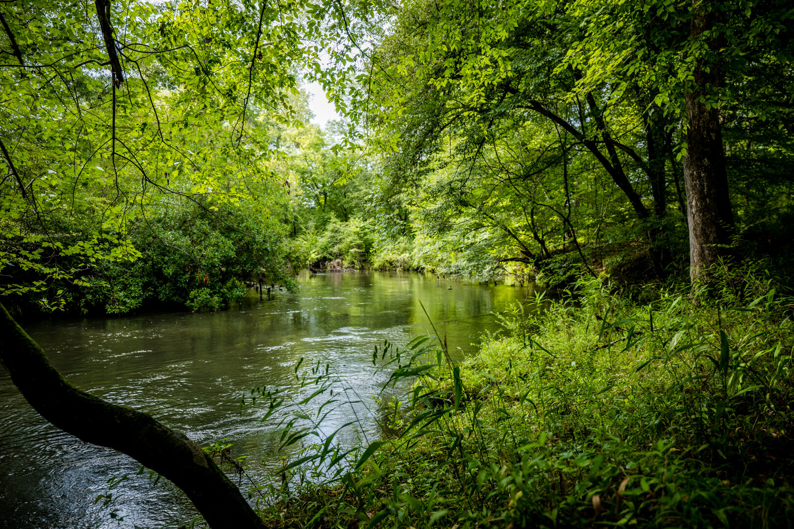 Image for Pioneer Farms: 660+/- Acre Pristine Timberland and Recreational Farm