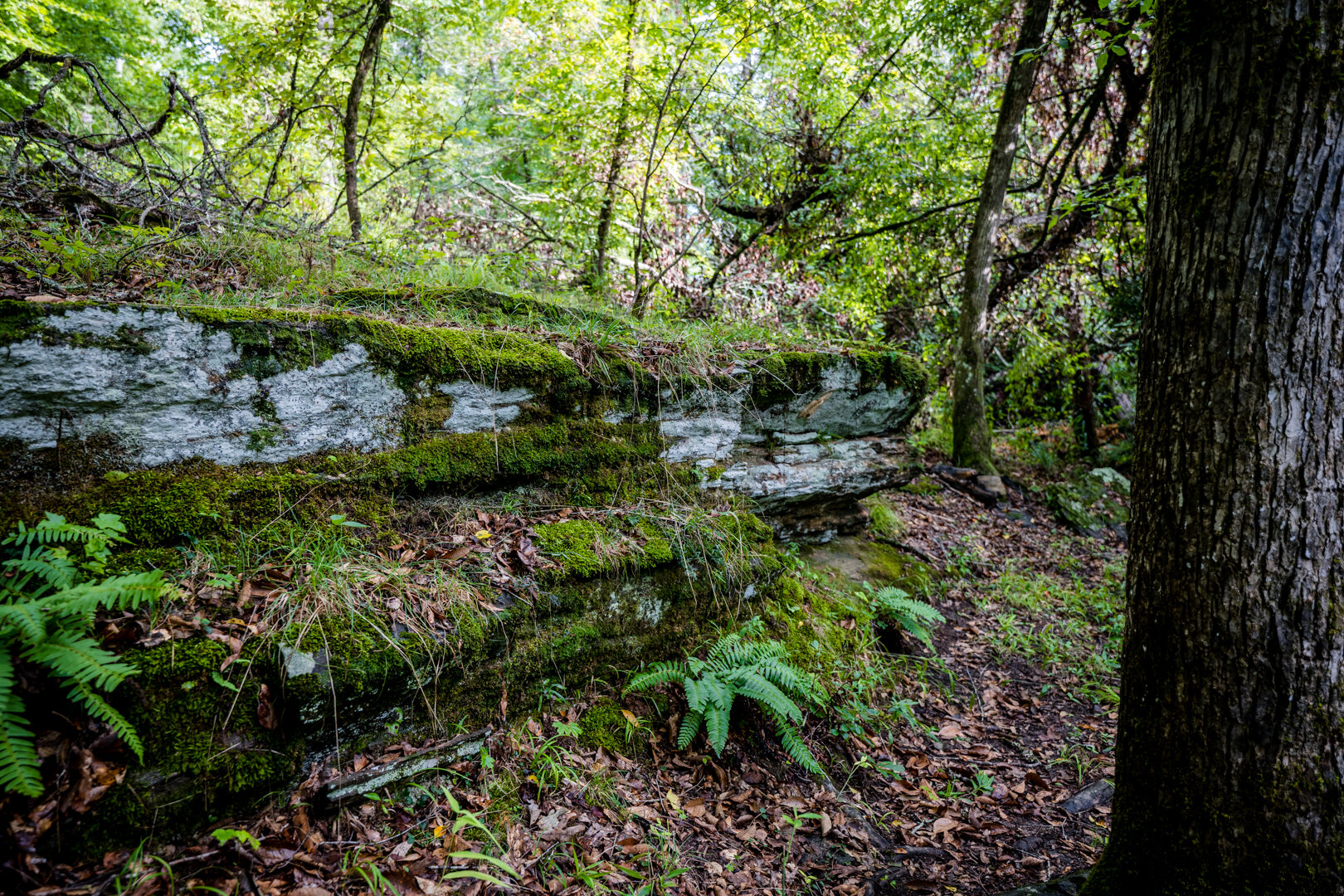 Image for Pioneer Farms: 660+/- Acre Pristine Timberland and Recreational Farm