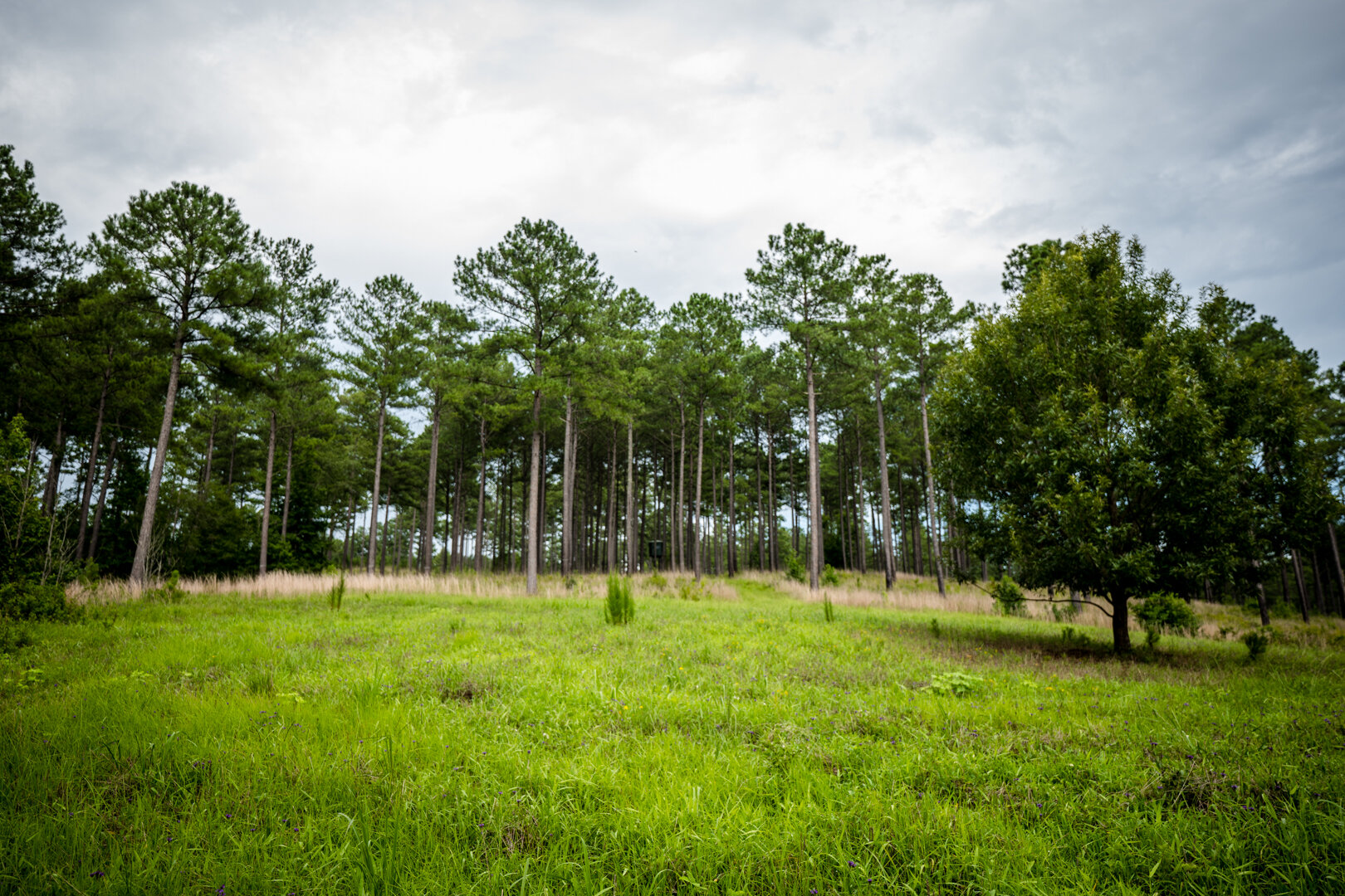 Image for Pioneer Farms: 660+/- Acre Pristine Timberland and Recreational Farm