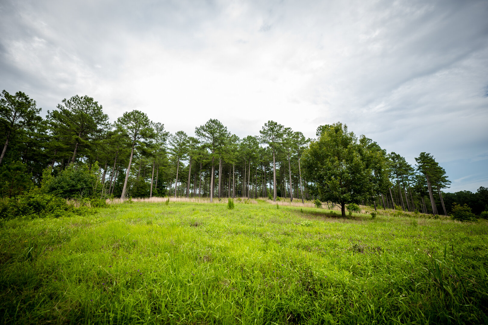 Image for Pioneer Farms: 660+/- Acre Pristine Timberland and Recreational Farm
