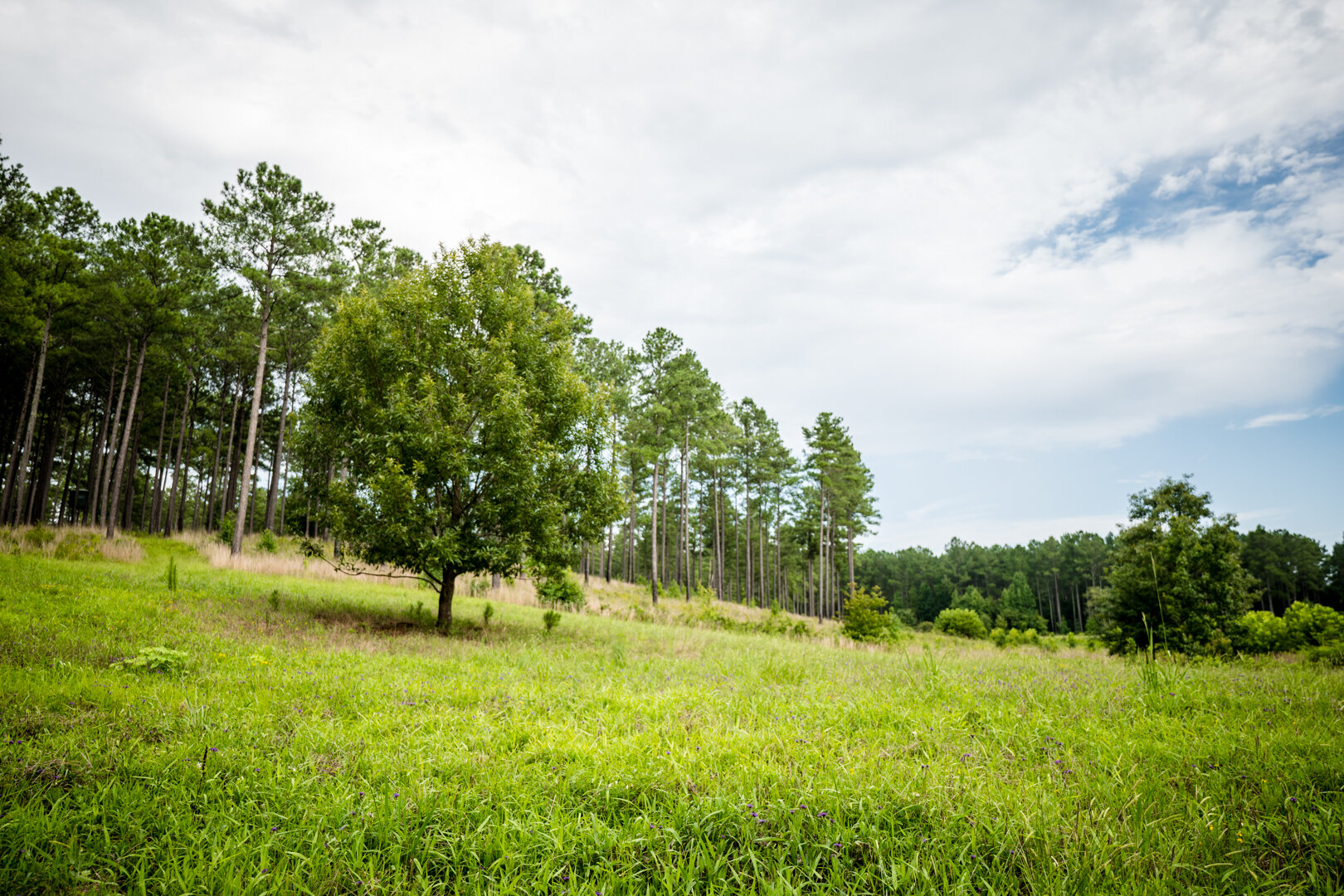 Image for Pioneer Farms: 660+/- Acre Pristine Timberland and Recreational Farm