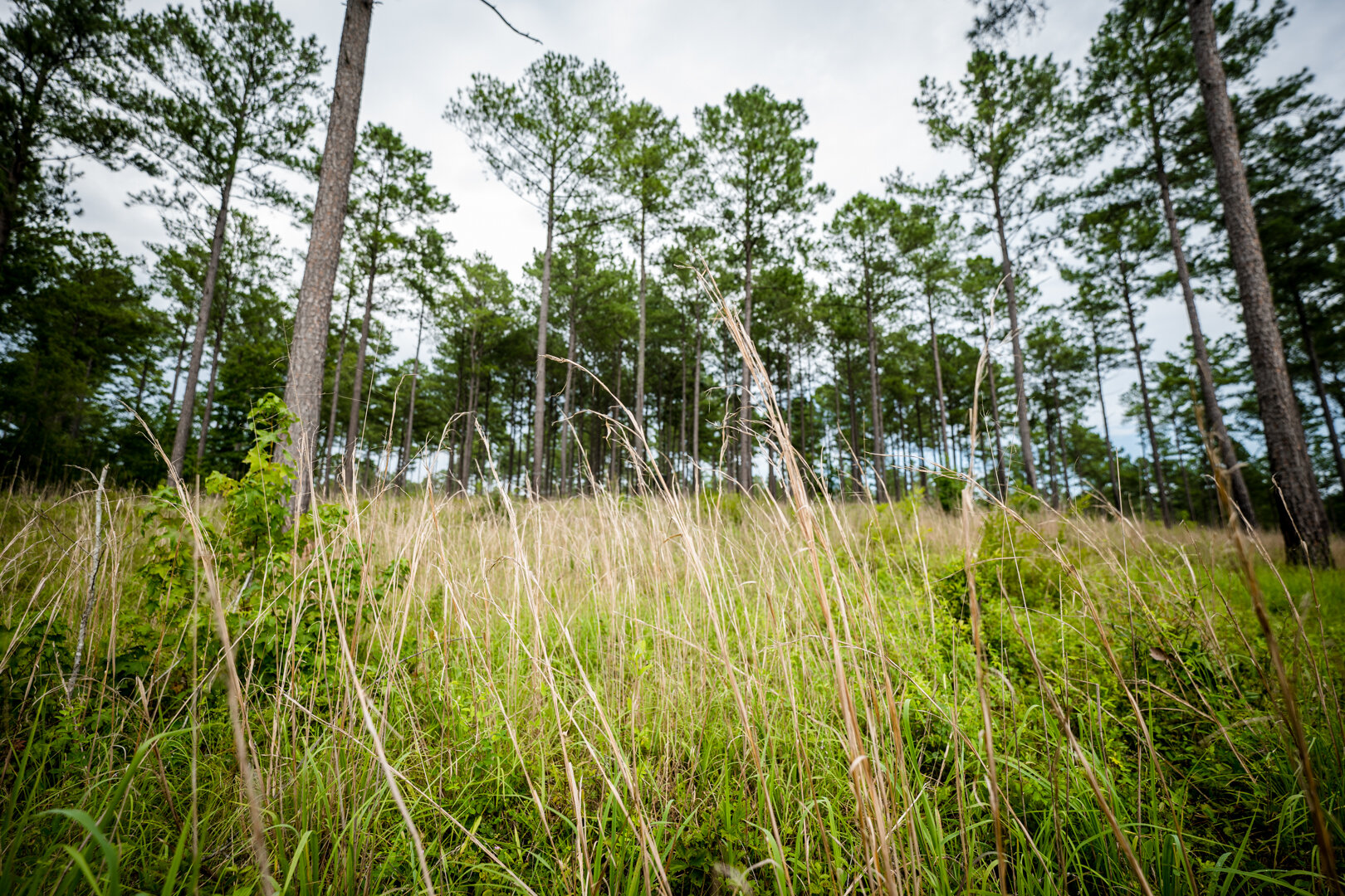 Image for Pioneer Farms: 660+/- Acre Pristine Timberland and Recreational Farm