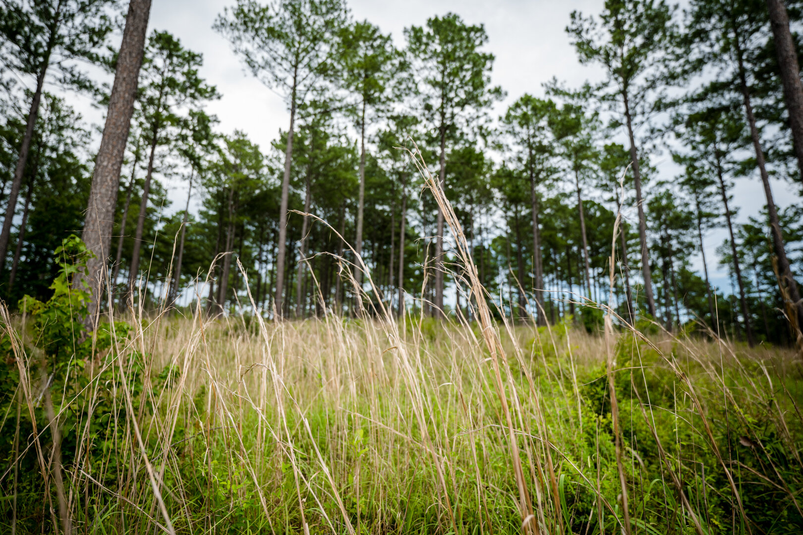 Image for Pioneer Farms: 660+/- Acre Pristine Timberland and Recreational Farm