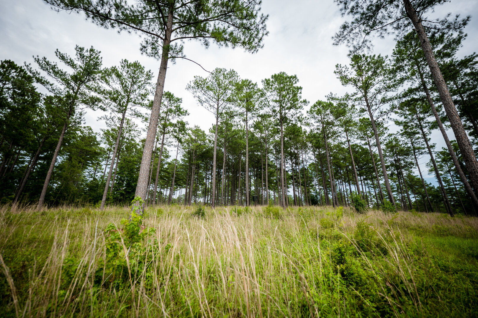Image for Pioneer Farms: 660+/- Acre Pristine Timberland and Recreational Farm