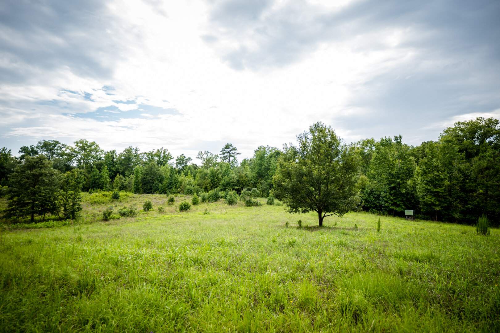 Image for Pioneer Farms: 660+/- Acre Pristine Timberland and Recreational Farm