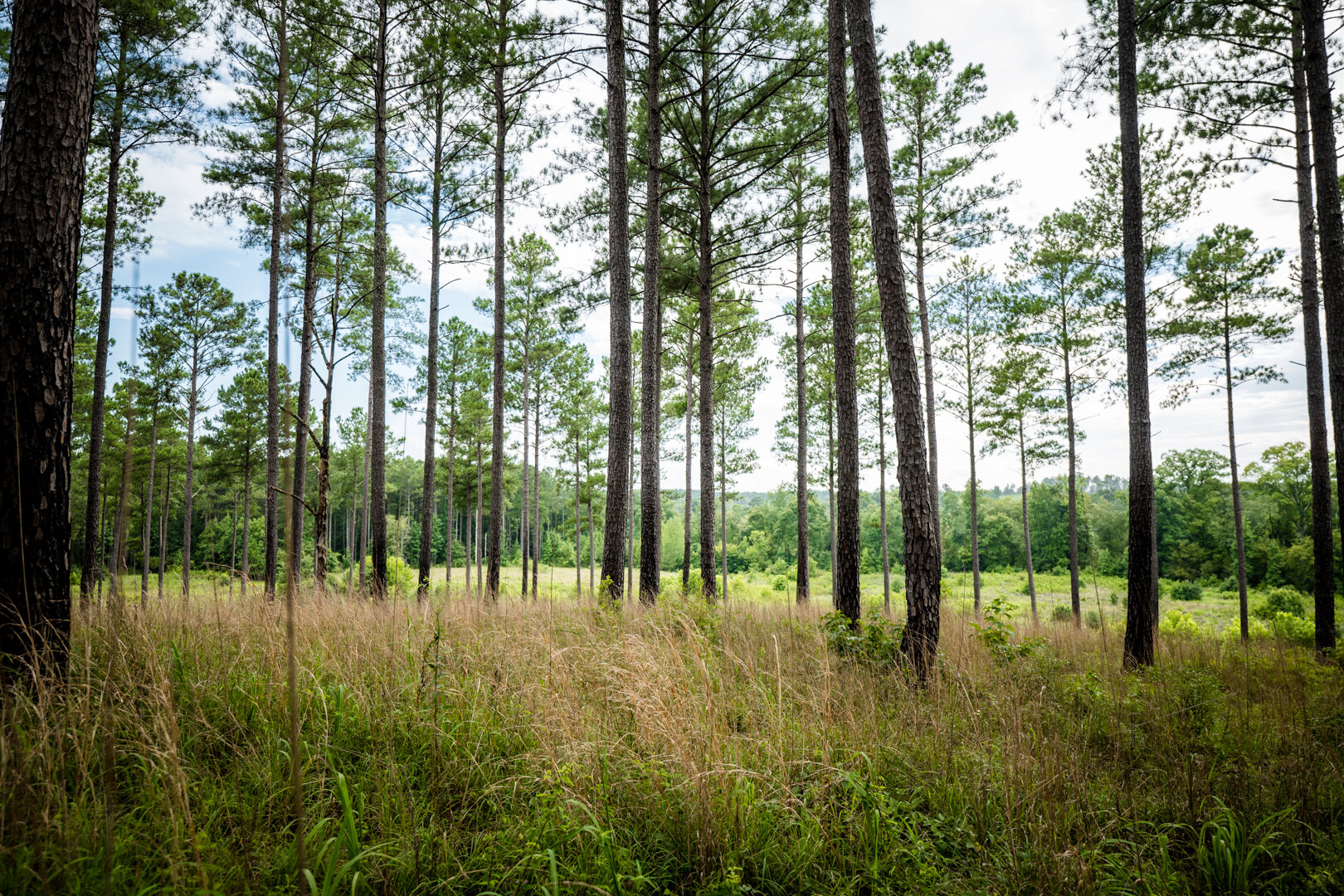 Image for Pioneer Farms: 660+/- Acre Pristine Timberland and Recreational Farm