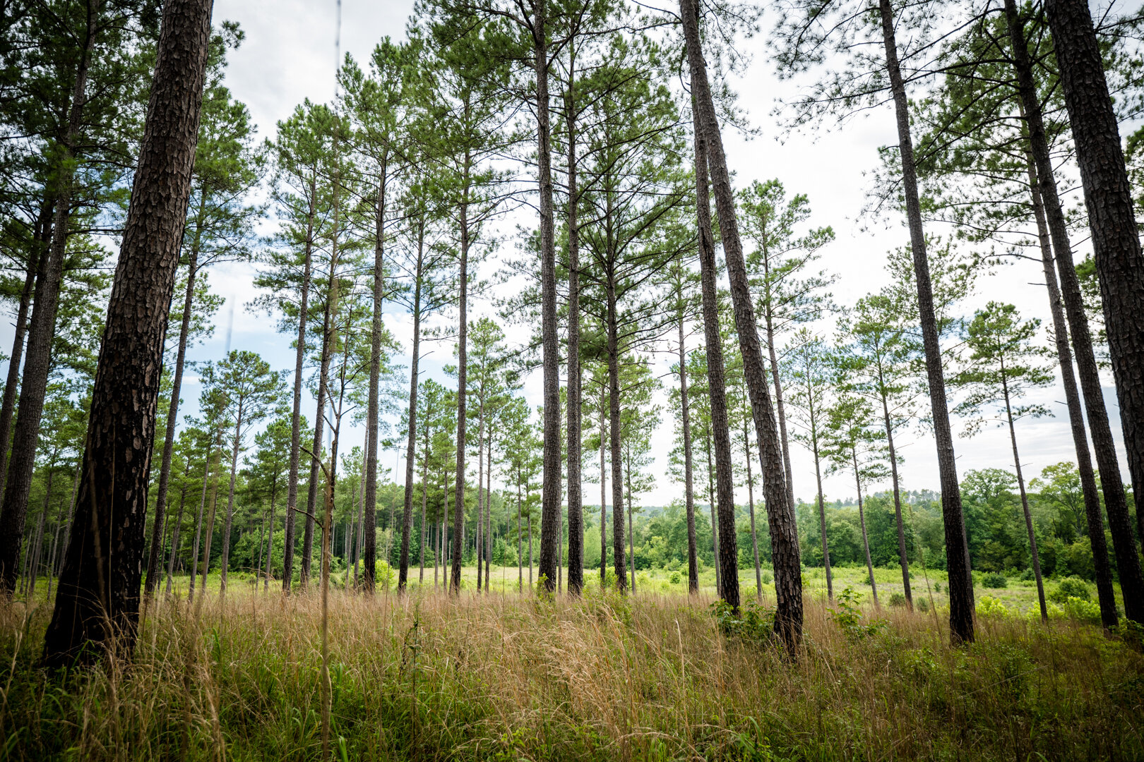 Image for Pioneer Farms: 660+/- Acre Pristine Timberland and Recreational Farm