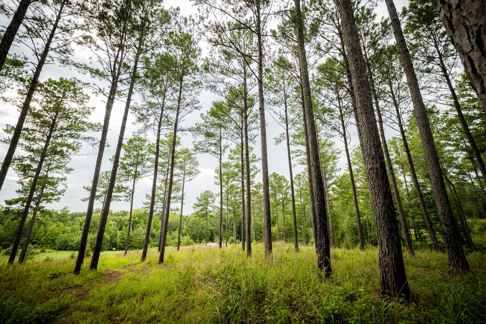 Image for Pioneer Farms: 660+/- Acre Pristine Timberland and Recreational Farm