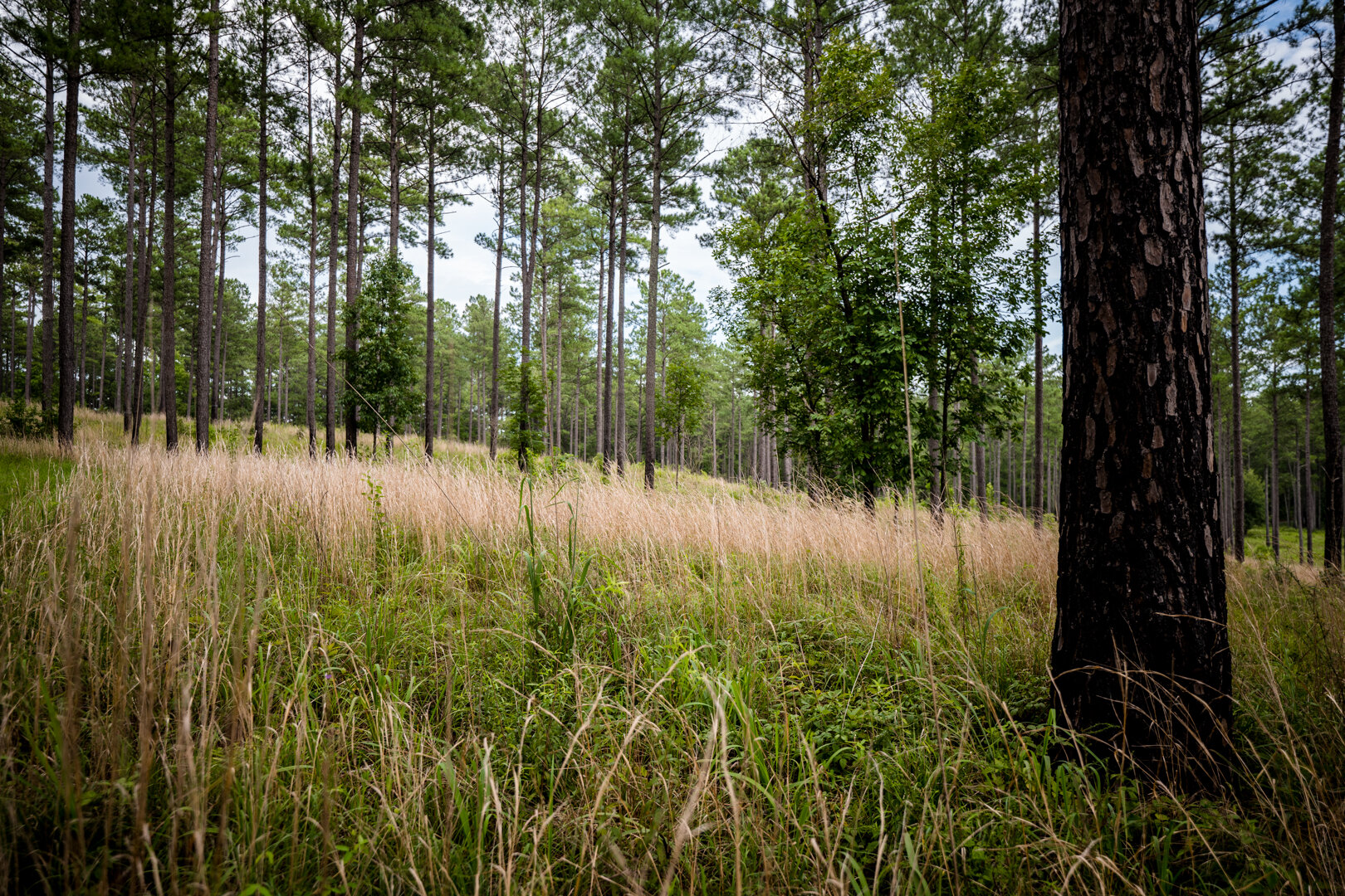 Image for Pioneer Farms: 660+/- Acre Pristine Timberland and Recreational Farm