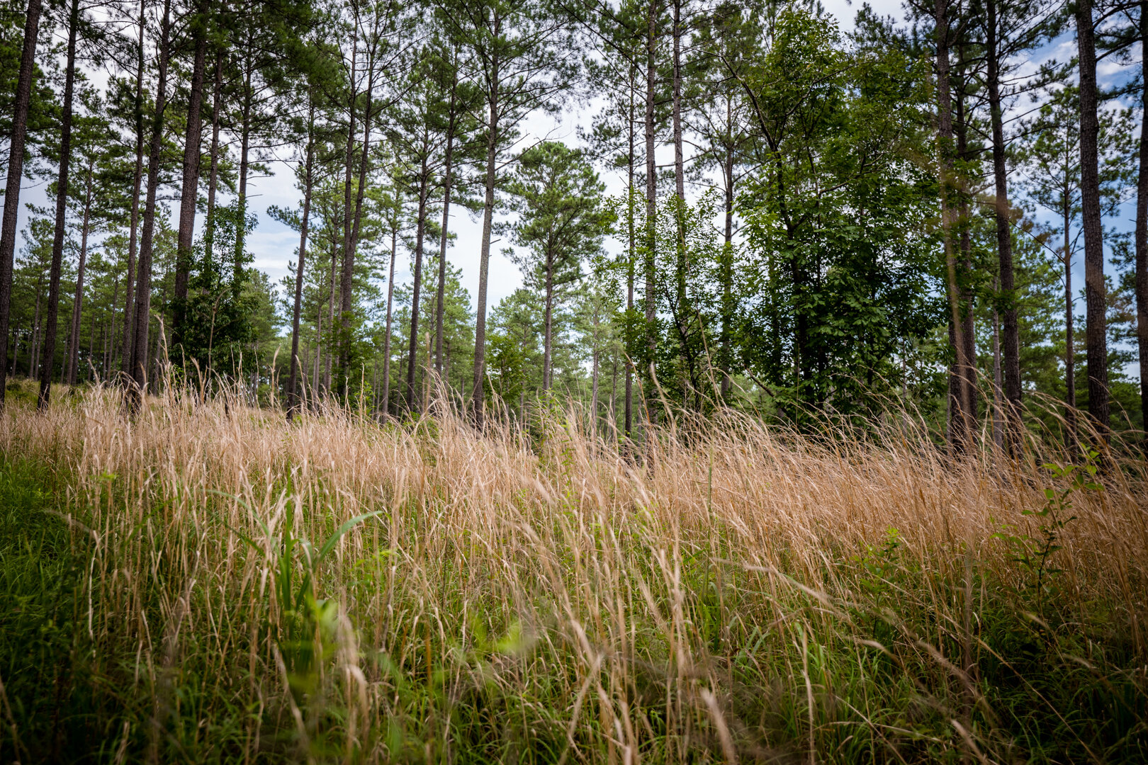 Image for Pioneer Farms: 660+/- Acre Pristine Timberland and Recreational Farm