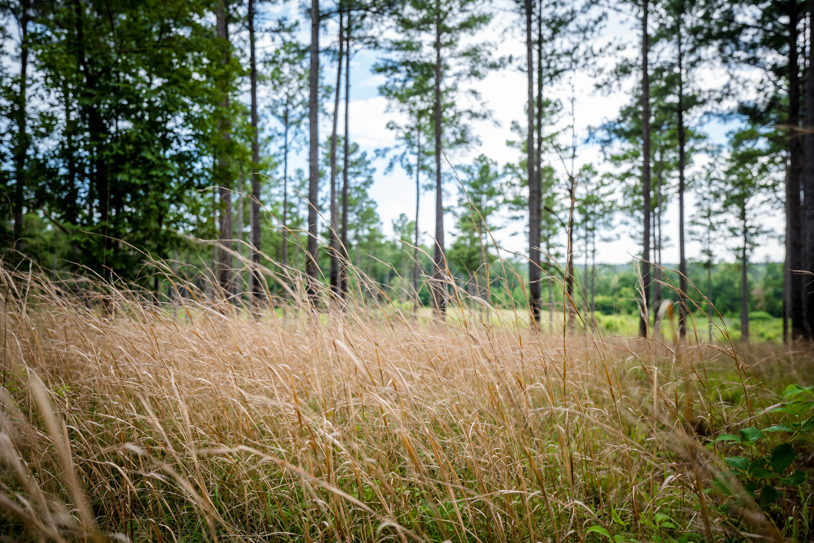 Image for Pioneer Farms: 660+/- Acre Pristine Timberland and Recreational Farm