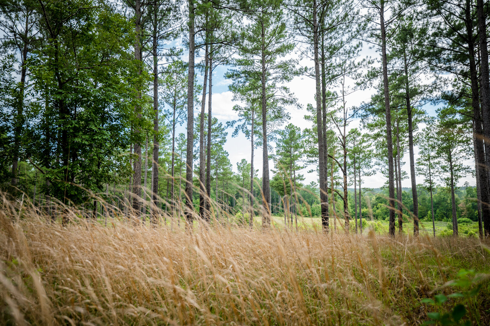 Image for Pioneer Farms: 660+/- Acre Pristine Timberland and Recreational Farm