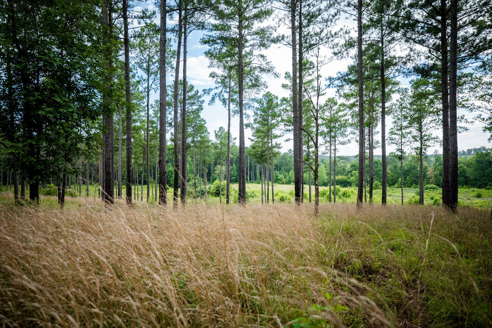 Image for Pioneer Farms: 660+/- Acre Pristine Timberland and Recreational Farm