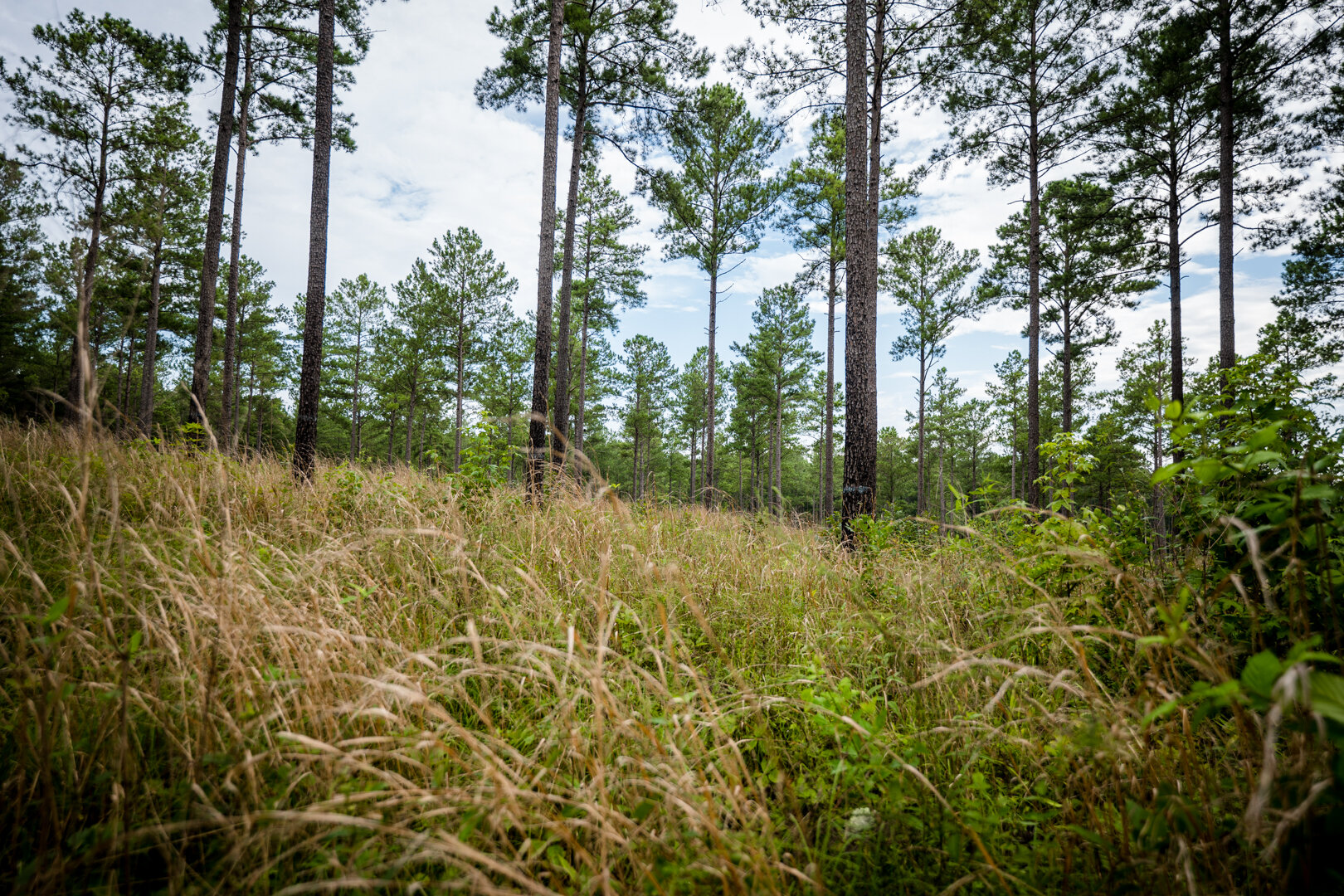 Image for Pioneer Farms: 660+/- Acre Pristine Timberland and Recreational Farm