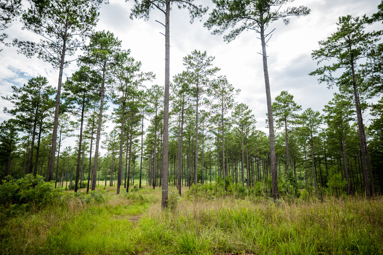 Image for Pioneer Farms: 660+/- Acre Pristine Timberland and Recreational Farm