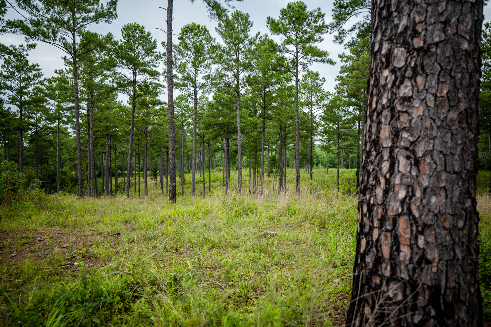 Image for Pioneer Farms: 660+/- Acre Pristine Timberland and Recreational Farm