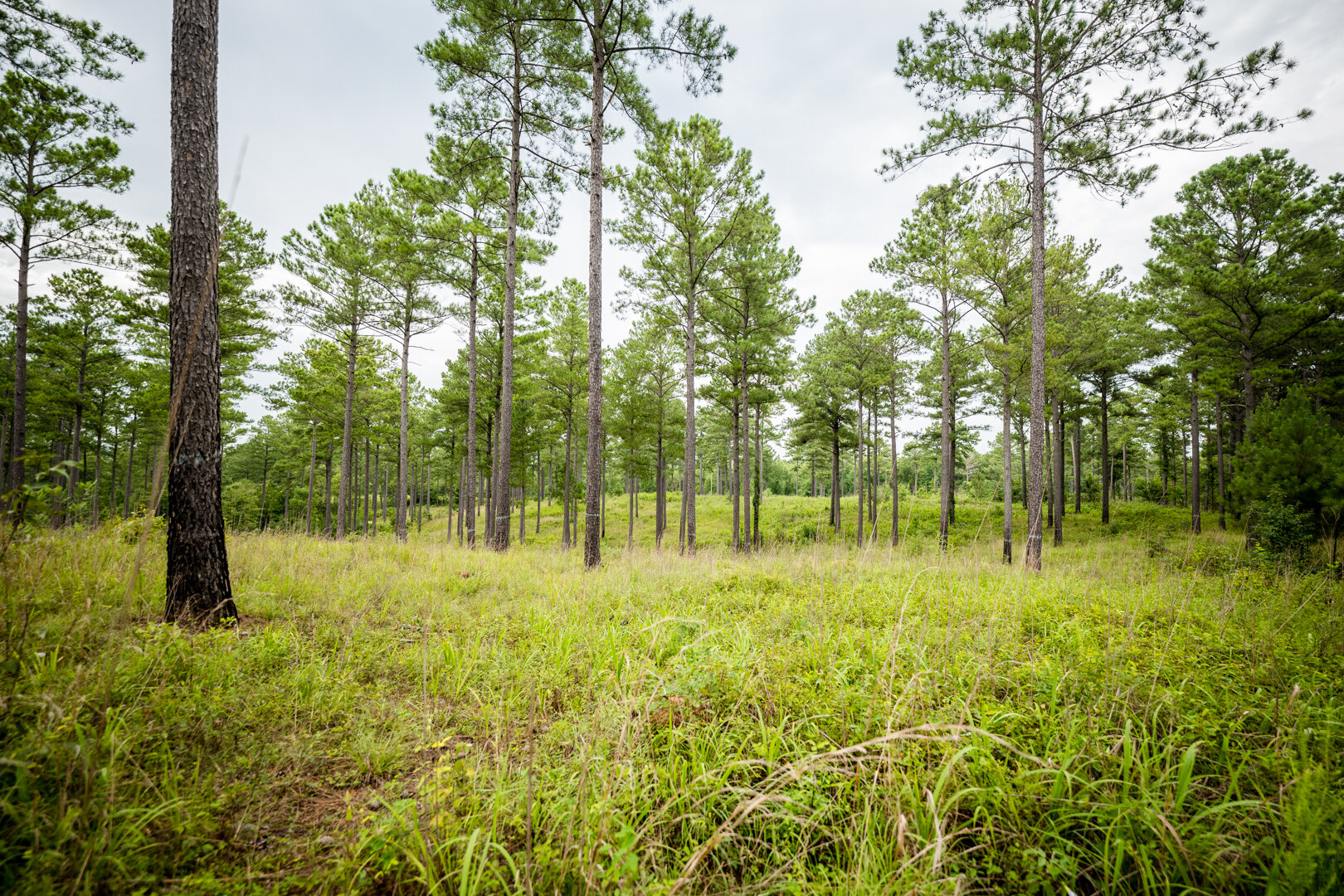 Image for Pioneer Farms: 660+/- Acre Pristine Timberland and Recreational Farm