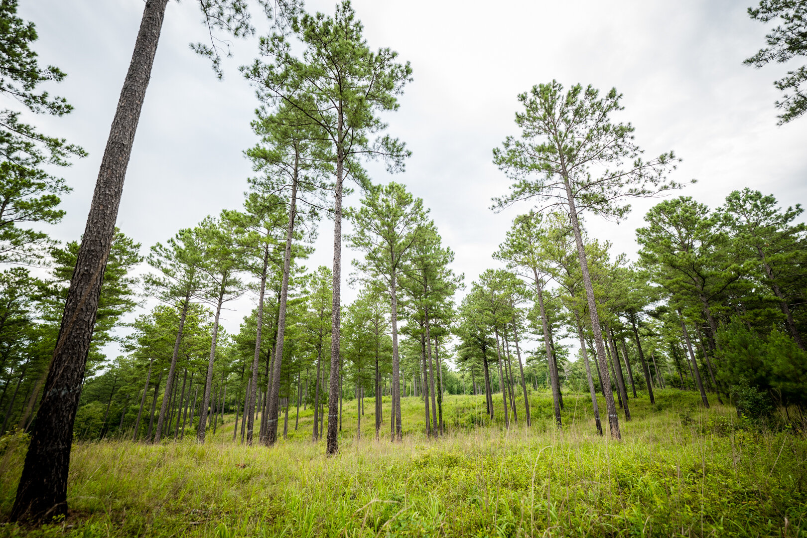 Image for Pioneer Farms: 660+/- Acre Pristine Timberland and Recreational Farm