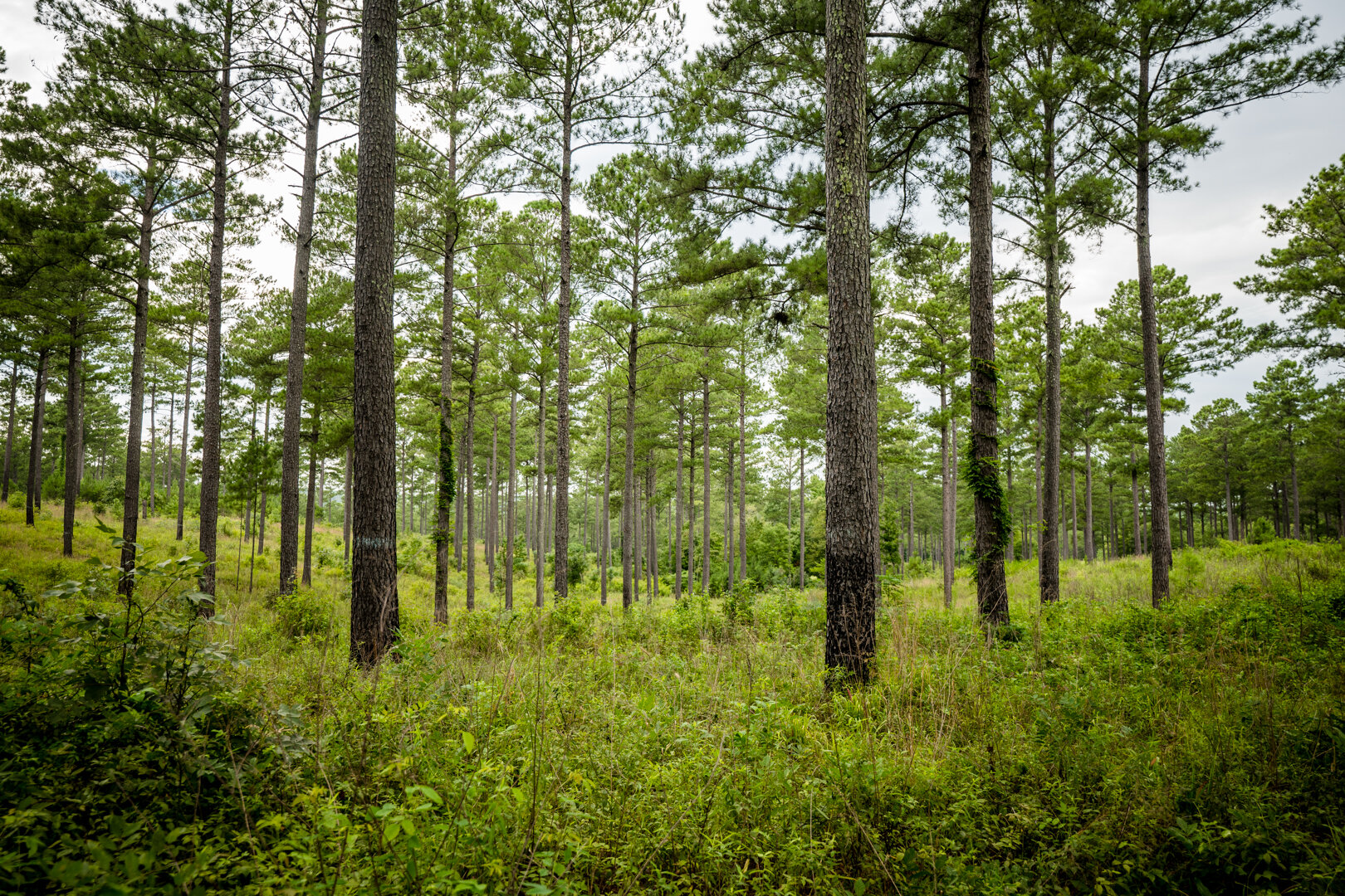 Image for Pioneer Farms: 660+/- Acre Pristine Timberland and Recreational Farm