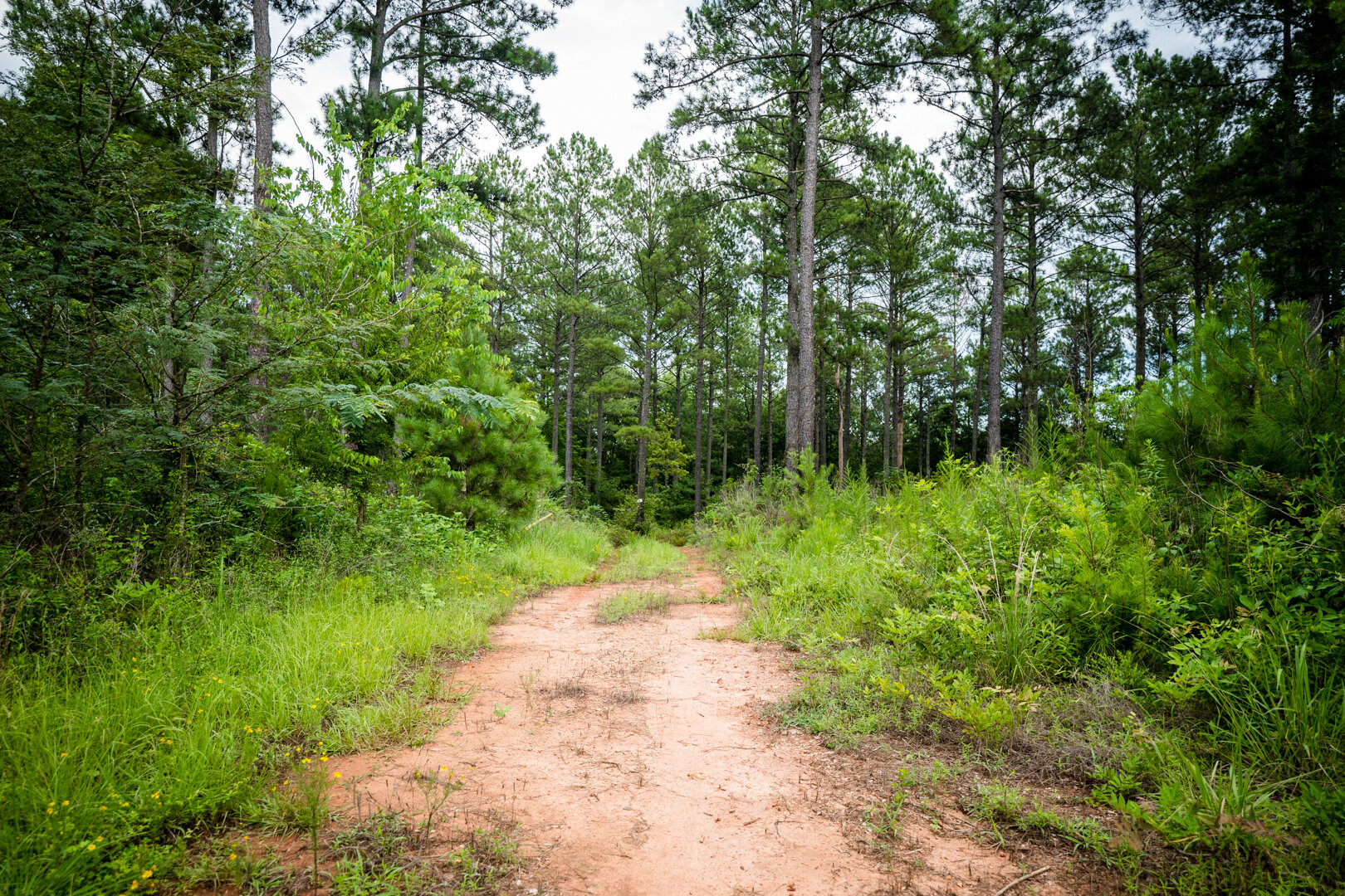 Image for Pioneer Farms: 660+/- Acre Pristine Timberland and Recreational Farm